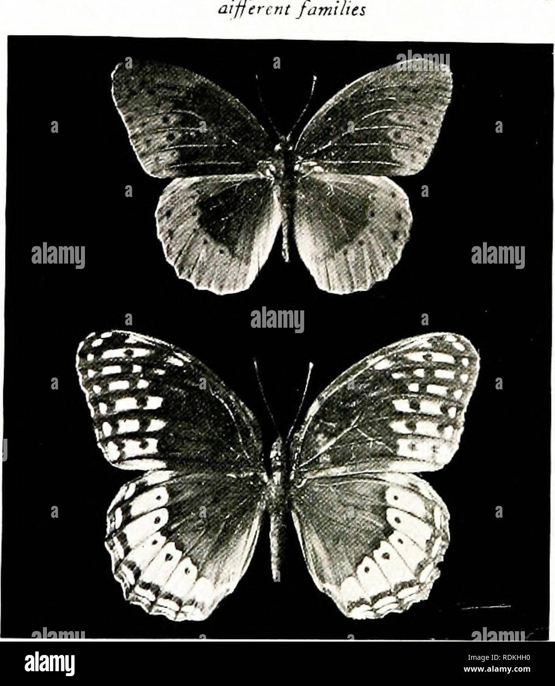 . Vögel in anderen Ländern, Reptilien, Fische, gelenkige Tiere und niedrigeren Formen;. Zoologie; Vögel, Reptilien und Fische. PhtU durch L. H. JtulrF] [A, ",],,^1 SÜDAMERIKANISCHE LANGE - WINGED SCHMETTERLINGE Shoivir^g Externe membiance hetiveen tivQ butterjl 'ICS-y.rUu h L. H. J. ui.T] lN, w Tori: DIANA FRITILLARY T/ie Männlich ii Dark broion^ ivith ein breites orange Grenze entdeckt" mit Schwarz. [CmJ. c haz Grün rn Markierungen. Bitte beachten Sie, dass diese Bilder extrahiert werden aus der gescannten Seite Bilder, die digital haben für die Lesbarkeit verbessert - Färbung und Aussehen dieser Abbildungen können nicht Perfekt re Stockfoto