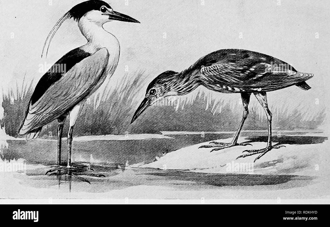 . Die Vögel von Illinois und Wisconsin. Vögel, Vögel. 372 Field Museum of Natural History - Zoologie, Vol. IX. Länge, ich 6 Zoll; Flügel, 6.50; Schwanz, 2,40; Tarsus, 1,85; Bill, 14.30. Die grüne Heron ist ein gemeinsamen Sommer mit Wohnsitz in IlUnois und Wis- consin und Rassen in beiden Staaten in geeigneten Gemeinden. Nidification beginnt im Mai. Das Nest ist eine Masse von kleinen Zweigen in einem Busch oder Baum in der Nähe von Wasser. Die Eier sind 4 bis 6, Hellblau oder grünlich-blau, und 1,50 x 1,15 Zoll messen. Eine bewundernswerte Artikel über die Zucht dieser Arten in Wisconsin wird von Frau Irene G. Wheelock in. Stockfoto