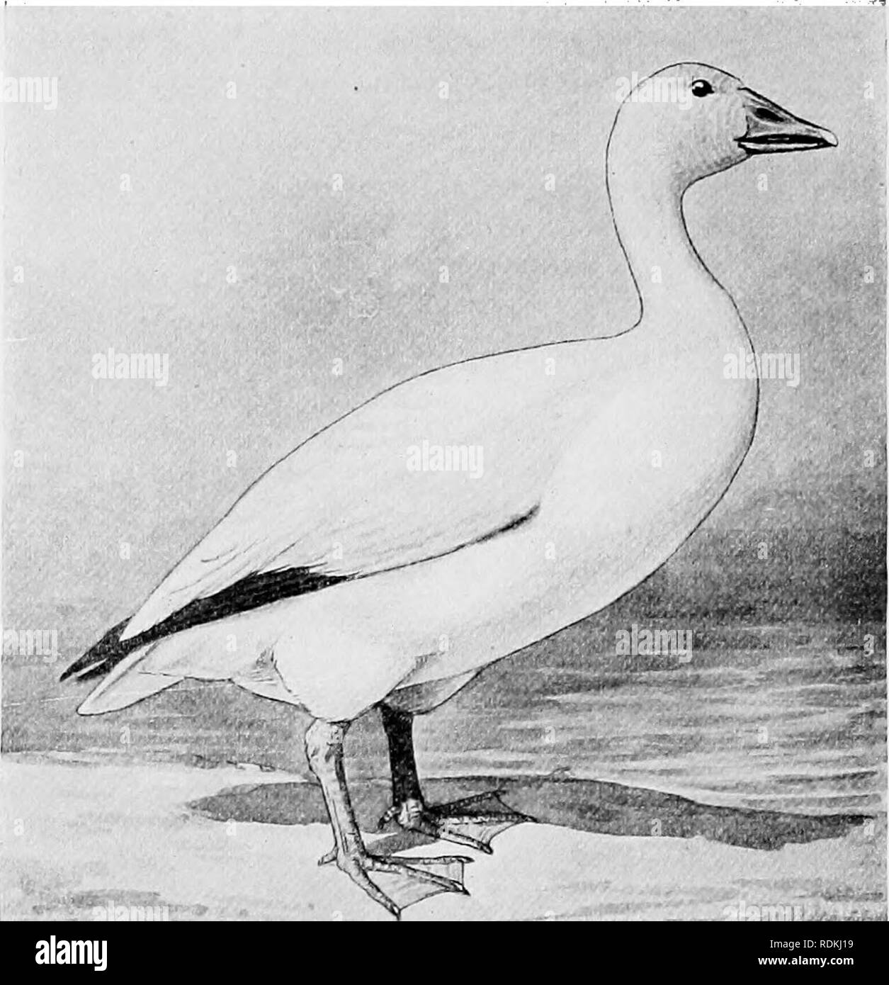. Die Vögel von Illinois und Wisconsin. Vögel, Vögel. 348 Field Museum op Natural History - Zoologie, Bd. LX. Erwachsene: Allgemeine Gefieder, weiß; Primaries, Schwarz; und primären Verstecke, helle Asche. Die unreifen Vogel hat die Kopf-, Hals- und oberen Teile, raottled Grau und Weiß; der Rumpf und Schwanz sind weiß; unter Teile, weiß. Länge, 23 bis 28; Wing, 14 bis 17; Bill, 2 bis 2,35; Tarsus, 2.90 zu 3.20. Die Zwergschneegans wird in Illinois und Wisconsin mehr oder weniger häufig während der Migrationen, anscheinend viel zahlreicher entlang dem Mississippi Valley als am Lake Michigan. 68 ein. Chen hyperborea nivalis (Fo Stockfoto