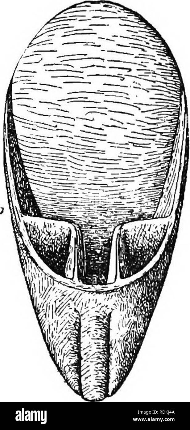 . Ordovizium Fossilien von North China. Paläontologie, Paläontologie. Abb. 2. Abb. 3. entweder flach oder leicht nach innen gewölbt mit gedrückter Seiten. In seiner allgemeinen Form und Charakter der endgültigen endosheath schlägt die conotheca des Belemnite, die vorwärts in die feine Klinge verlängert wird - wie proostracum, oder die ähnliche Klinge des o-dern Schulp von Fisch. Dieses Blade - wie Verlängerung Pisten ventrad bis es anscheinend tritt in die Wand des siphuncle auf der Bauchseite. Auf der dorsalen Seite, ist möglicherweise das Blade wurde durch die Shell des siphuncle abgedeckt haben, aber es gibt keine Beweise. In Stockfoto