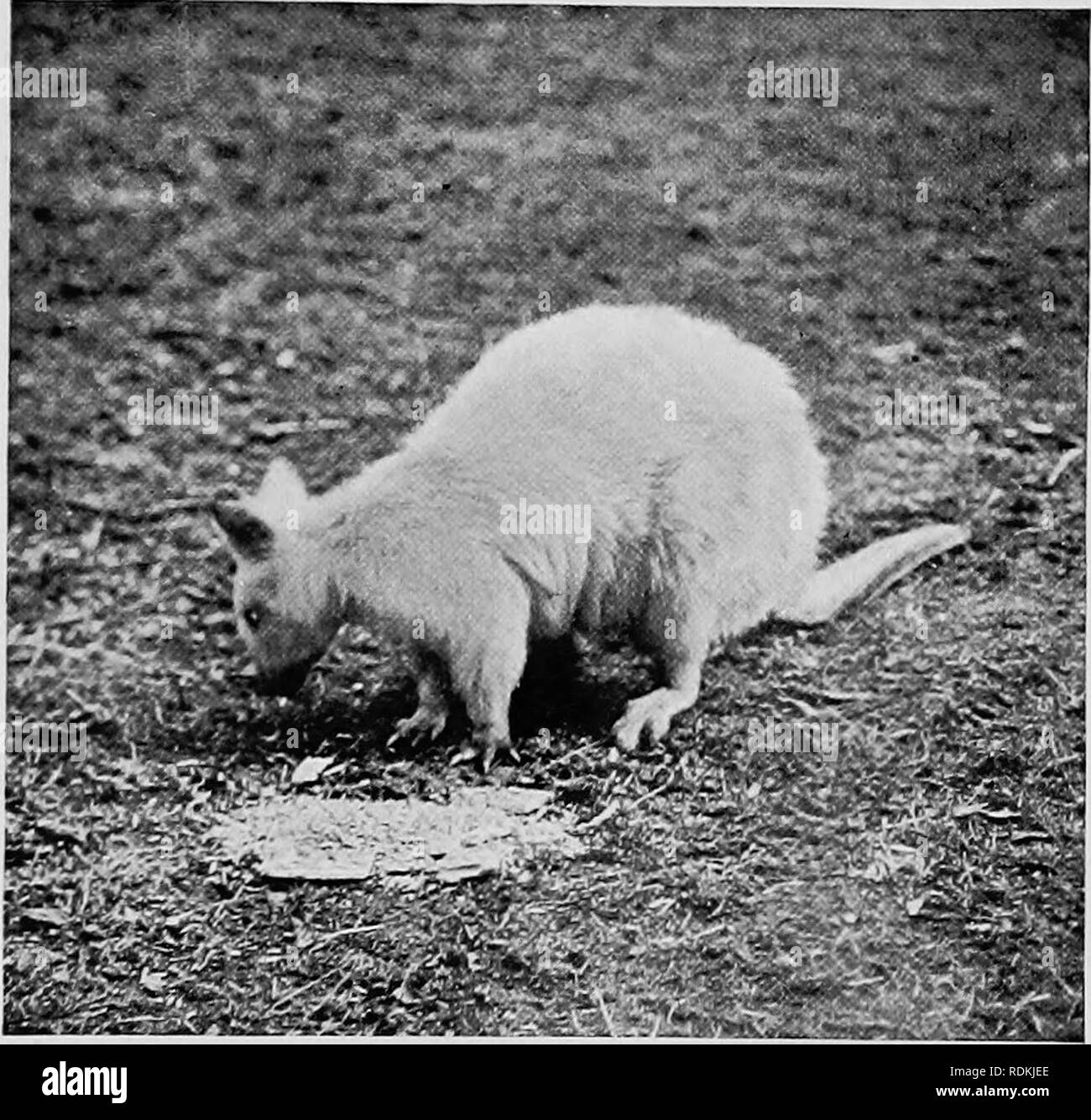 . Säugetiere von anderen Ländern;. Säugetiere. 312 DIE LEBENDEN TIERE DER WELT Sie Off Beat und tötete das Känguru und schleiften Pat landen in Halb ertrunken und fast gleichgültig Zustand. Pat erholt, und schwor, "niver mit solch großen heftiger Schläge" wieder einzumischen. Die doe Kängurus, während der kleinere Größe und besitzen viel weniger Durchhaltevermögen als ihre Gehilfen, dennoch kann ein guter Lauf für Pferde und Hunde leisten und werden allgemein als "Flieger" bekannt ist. Wenn ein Knabe, oder "Joey", in Ihrer Tasche, und Hart durch die Hunde sie gedrückt wird, ist eine gemeinsame Sache fo Stockfoto