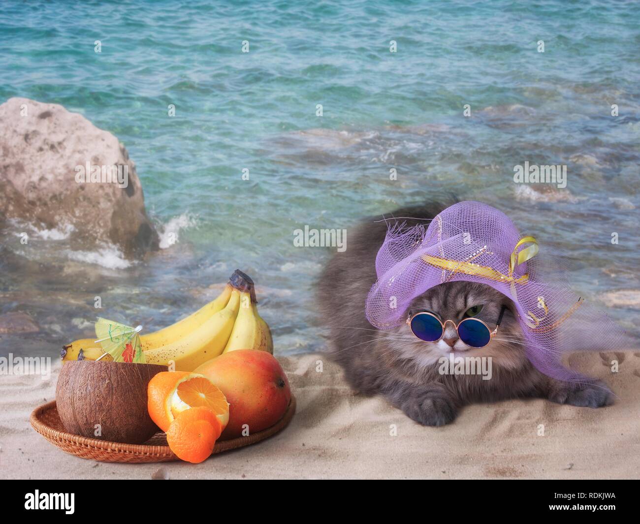 Portrait lustig Grau kitty im Sand Stockfoto