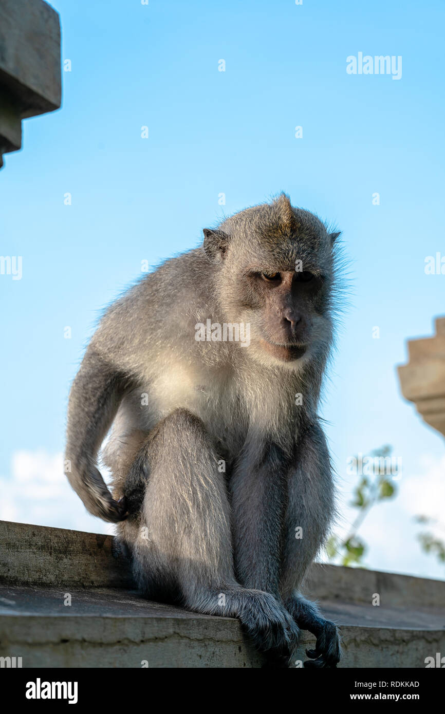 Fotogen Long-tail balinesischen Affen (Macaca fascicularis) sitzt an der Wand und denken über das Leben in Uluwatu Tempel in Kuta, Bali Stockfoto