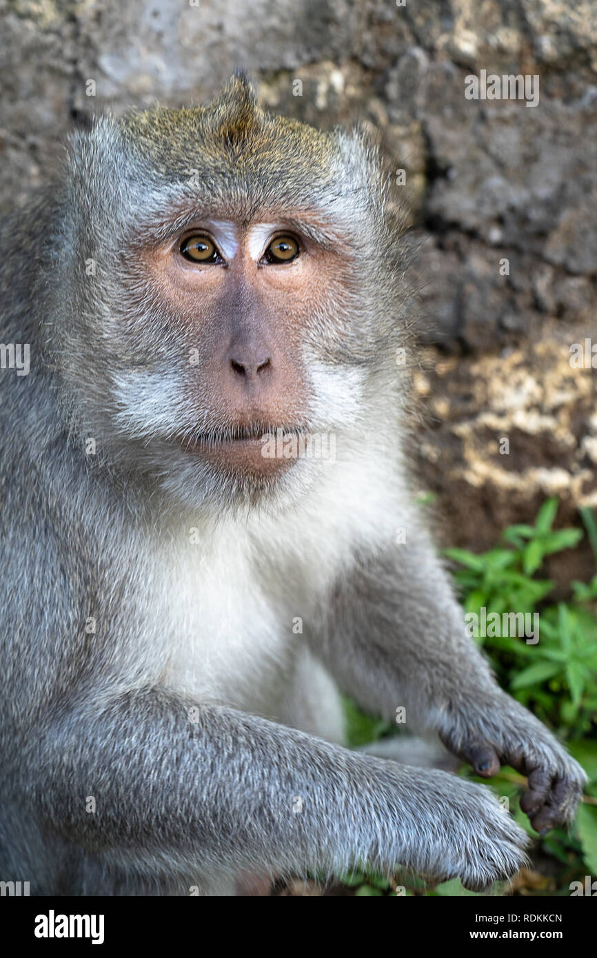 Portraitfotos von fotogen Long-tail balinesischen Affen (Macaca fascicularis) bei Uluwatu Tempel in Kuta, Bali Stockfoto