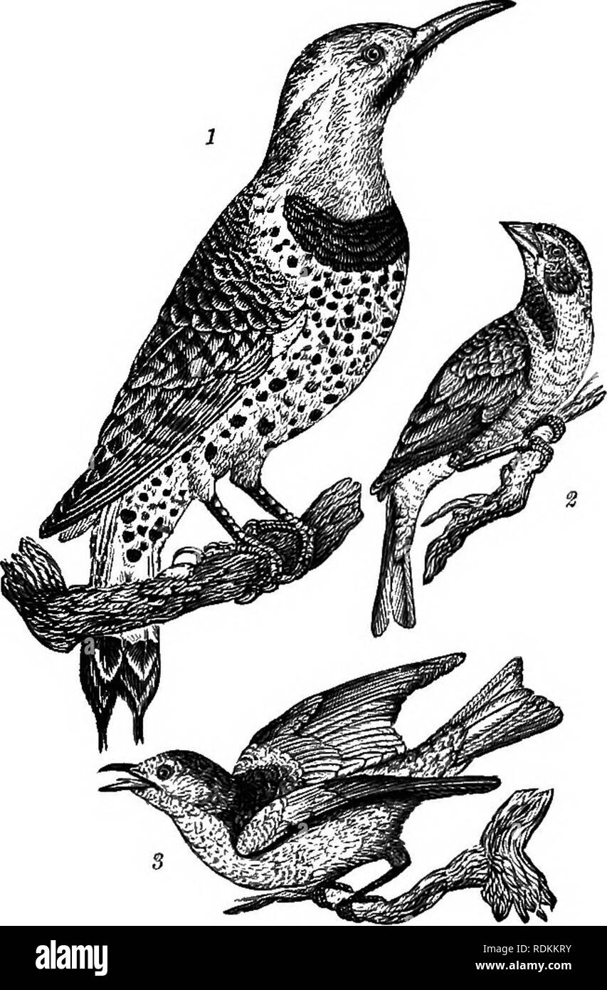 . Amerikanische Ornithologie: oder, die Naturgeschichte der Vögel der Vereinigten Staaten. Vögel. Platte 1 - 1. Blue Jay. 2. Gelb - Vogel, oder Guldflnch. 3. Baltimore - Vogel. Platte 2.-1. Holz Soor. 2. Red-breasted Thrush, oder Robin. 3. White-breasted, Black-capped Kleiber. 4. Red-bellied, Black-capped Kleiber.. Bitte beachten Sie, dass diese Bilder sind von der gescannten Seite Bilder, die digital für die Lesbarkeit verbessert haben mögen - Färbung und Aussehen dieser Abbildungen können nicht perfekt dem Original ähneln. extrahiert. Wilson, Alexander, 1766-1813, Bonaparte, Charles Lucian, 1803-1857; Baird, Stockfoto