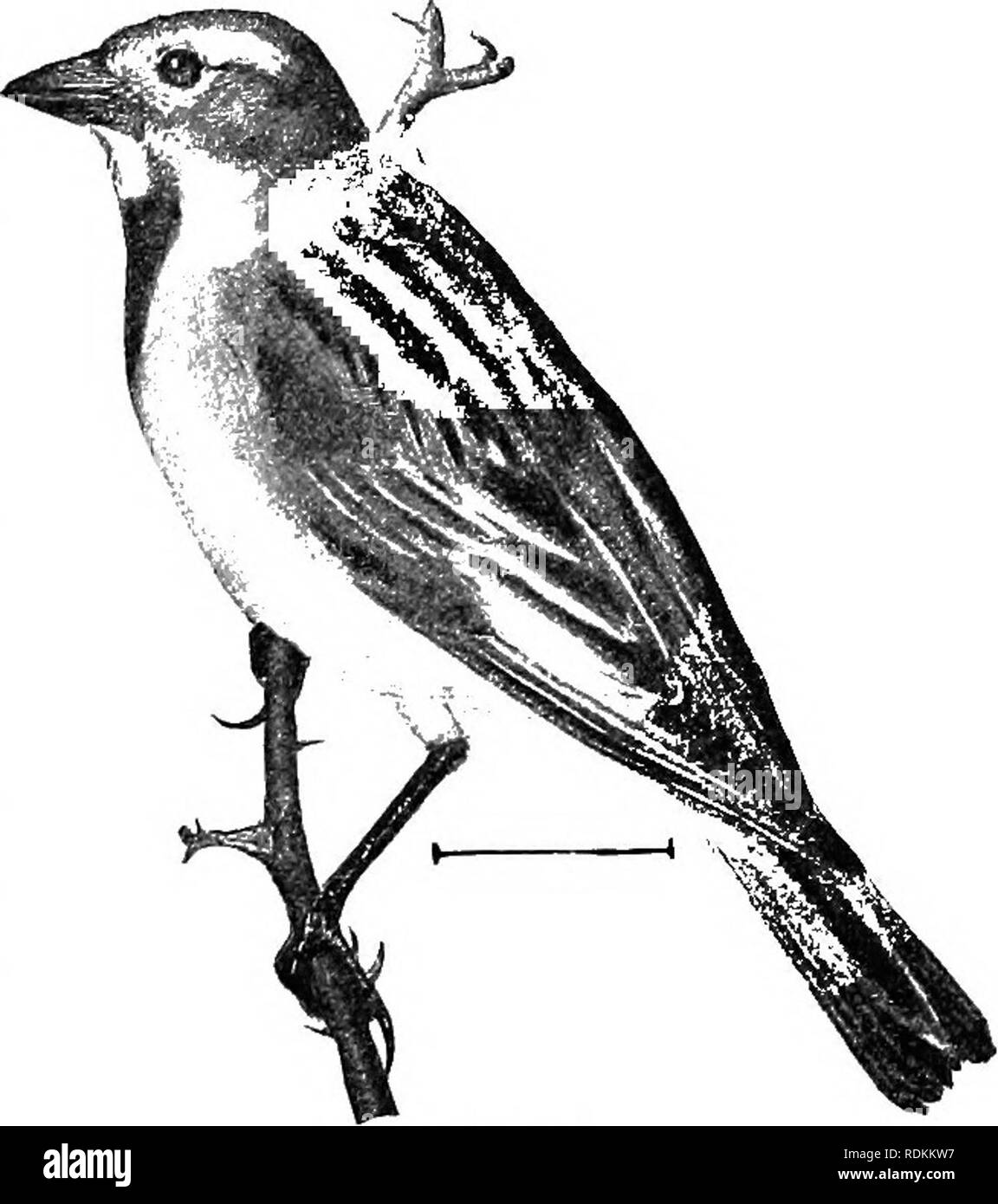 . Vögel der Usa östlich der Rocky Mountains; ein Handbuch für die Identifizierung von Arten in der Hand oder im Busch. Vögel. FAM. Xiii. Finken, Ammern, etc. 141 52. Dickcissel (604. Splza americana). - Eine gelbe-breasted, black-throated, bauchspeck - gesichert, sparrow - wie Vogel mit einem roten-Teller Punkt auf der Kurve der Flügel. Das Kinn über die schwarze Kehle ist weiß, mit mehr oder weniger von Gelb auf den Wangen, und die Krone und die Seite des Kopfes sind grau, mit einer gelben Linie über dem Auge. Die Rückseite ist bräunlich, Streifen in Schwarz, und der Bauch weißlich. Weibliche duller und mit aber wenig Yel - niedrige außer Stockfoto