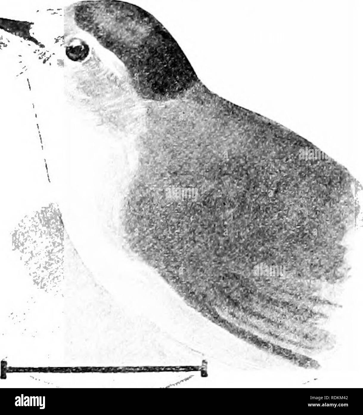 . Vögel der Usa östlich der Rocky Mountains; ein Handbuch für die Identifizierung von Arten in der Hand oder im Busch. Vögel. FAM. Vii. Holz WABBLEBS 95. Wilson's Warbler Bier mit einer ausgeprägten schwarzen Kappe, aber keine Flügel Bars oder Schwanz Flecken. Weibliche ähnliche, aber es fehlt in der Regel die schwarze Kappe. Es ist generell bei den niedrigen Büschen in der Nähe des Wasser zu finden ist, und s^^ wirkt ähnlich wie die wahre fliegen Blickfang in ihrer Gewohnheit der DART-in und durch kurze Flüge ing, auf der Suche nach seiner Beute. Die fliegenschnäpper richtige fast ausnahmslos die gleichen Zweige, aus denen sie irrten; der Trillern schopftyrann Stockfoto