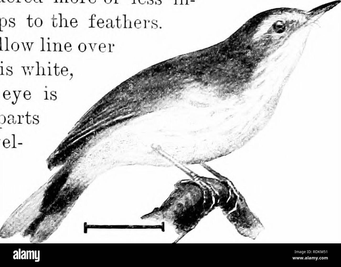 . Vögel der Usa östlich der Rocky Mountains; ein Handbuch für die Identifizierung von Arten in der Hand oder im Busch. Vögel. FAM. Vii. Holz WARBLEBS 89. Palm Warljler die Seiten sind gestreift mit Kastanien, und die Krone hat eine Kastanie patch, sehr in der Brutzeit deutlich. Im Winter die Krone Patch ist mehr oder weniger deutlich durch bräunliche Tipps zu den Federn gemacht. Im Sommer gibt es eine gelbe Linie über dem Auge; im Winter ist dieses v.-hite, und der Ring um das Auge herum ist ebenfalls weiß. Die unter Teile im Winter sind eher yel-lowish als Gelb. Dies ist der Palm Krieg-Bler der Missi Stockfoto