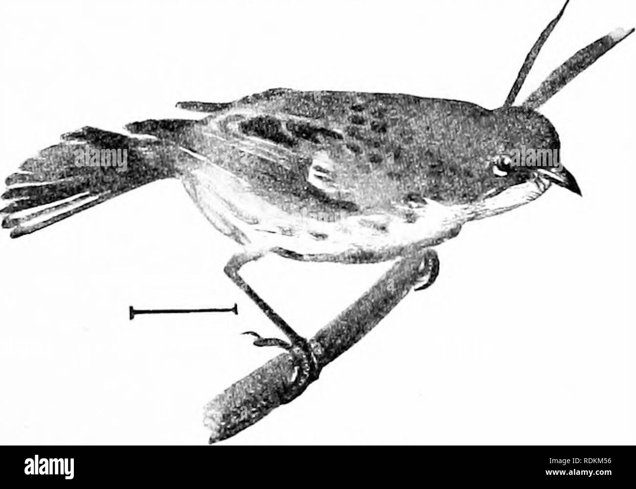 . Vögel der Usa östlich der Rocky Mountains; ein Handbuch für die Identifizierung von Arten in der Hand oder im Busch. Vögel. FAM. Vii. Holz WABBLEBS 87 Bars deutlich, und weiße Flecken in der Nähe der Spitzen der unter Schwanzfedern. Eine südliche Grasmücke, mit einigen der Gewohnheiten eines "Kriechgang" zwischen den Baumwipfeln. Länge, 5^; Flügel, 2 | (2^-2 J); Schwanz, 2 J-; culmen, ^, durch. Im Süden der USA; Zucht von Virginia nach Süden, und Überwinterung von Florida gegen Mittag zufällig in New York und Massachusetts. Die Platane Warbler (063". D. d. albilora) ist eine Vielzahl sehr ähnlich wie die Stockfoto