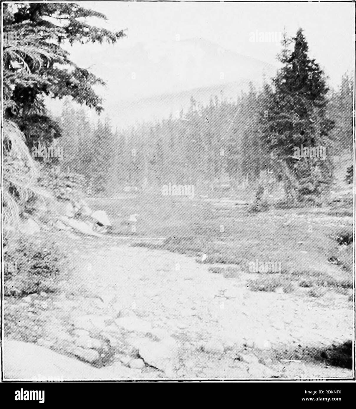 . Ergebnisse einer biologischen Umfrage des Mount Shasta, Kalifornien. Natural History; Natural History. 14 NORDAMERIKANISCHEN FAUNA. [Art.Nr. 16 als Anlass erforderlich. Und da alle die Schluchten von Shasta Strahlen vom Gipfel, alle Waren auf Dieser trij gekreuzt). Ein Base Camp war der nächste in einem Hain von Schwarz alpine Saum etabliert - Schlösser in der Nähe der Leiter der West Branch von Squaw Griechisch, in der Nähe und östlich des oberen Ende des Eed Butte. Hier eine oder mehrere der Partei blieb kontinuierlich vom 1. August bis 24. September. Alles in allem, ist dies wahrscheinlich die beste Campingplatz auf Shasta, obwohl ich mir nicht bekannt Stockfoto