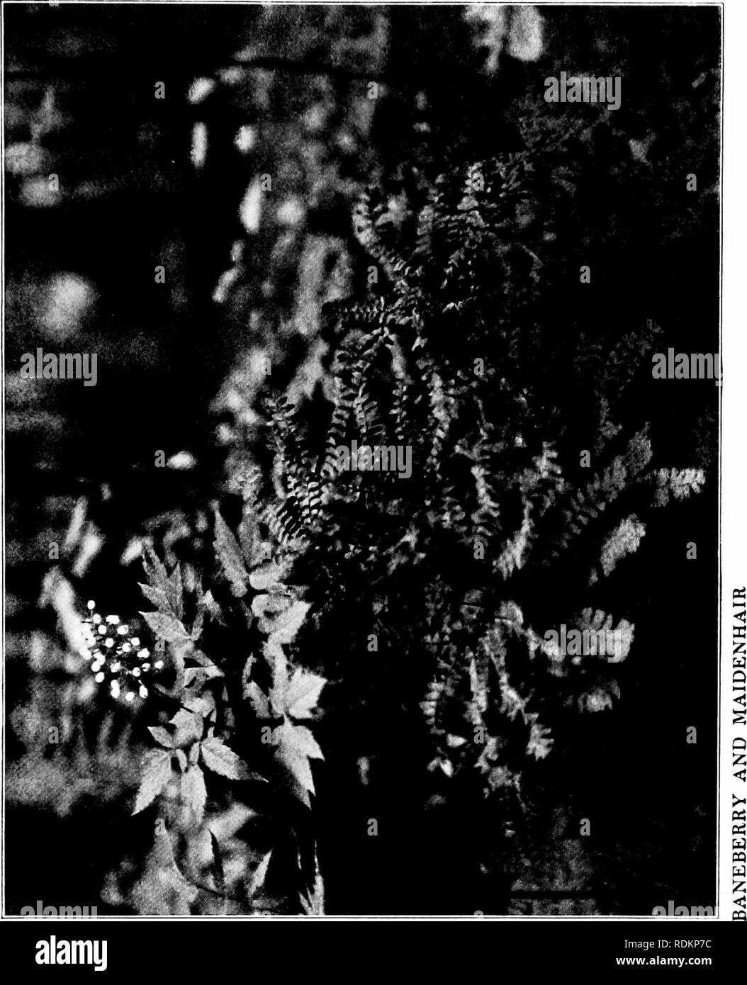 . Musik der wilden, mit Reproduktionen von den Darstellern, ihren Instrumenten und Festsäle. Natural History. - C FC: 1:1) S ct; 0 o a c "2" S "^"^a s"!) S C C3 V.. Bitte beachten Sie, dass diese Bilder sind von der gescannten Seite Bilder, die digital für die Lesbarkeit verbessert haben mögen - Färbung und Aussehen dieser Abbildungen können nicht perfekt dem Original ähneln. extrahiert. Stratton-Porter, Gen, 1863-1924. Cincinnati, Jennings und Graham Stockfoto