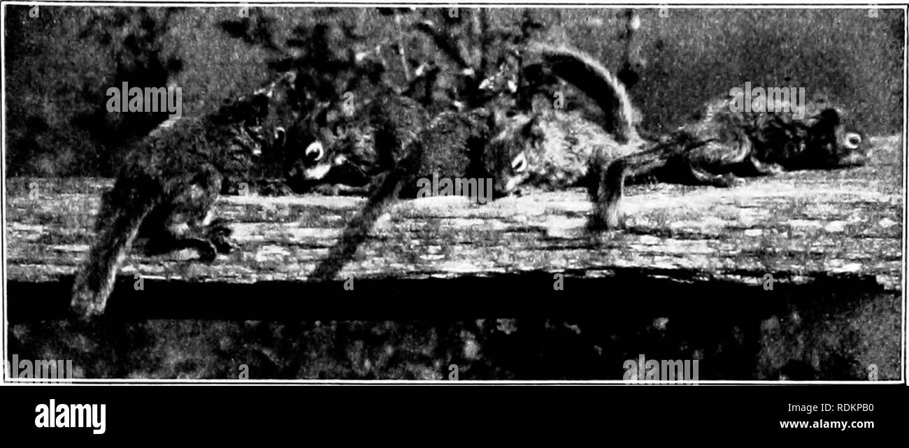 . Musik der wilden, mit Reproduktionen von den Darstellern, ihren Instrumenten und Festsäle. Natural History. Die primäre Musik Klasse der Chor der Wald seit Beginn der Wald singen sein Lied gewesen ist, aber es gibt nur wenige, die sich gekümmert haben eitlier die Worte oder den Wald melod}' zu erfahren. Der Refrain unterscheidet sich von den anderen Anmerkungen Teil der Musik der Natur, und der Preis, der bezahlt werden. Er muss jedoch höher zu erlernen ist. Der Wald ist so düster und verbietet, Aspekt, inti-mate Bekanntschaft erforderlich ist, um zu lernen, ihn wirklich zu lieben. Also nur ein paar besondere Seelen, Pflege Stockfoto