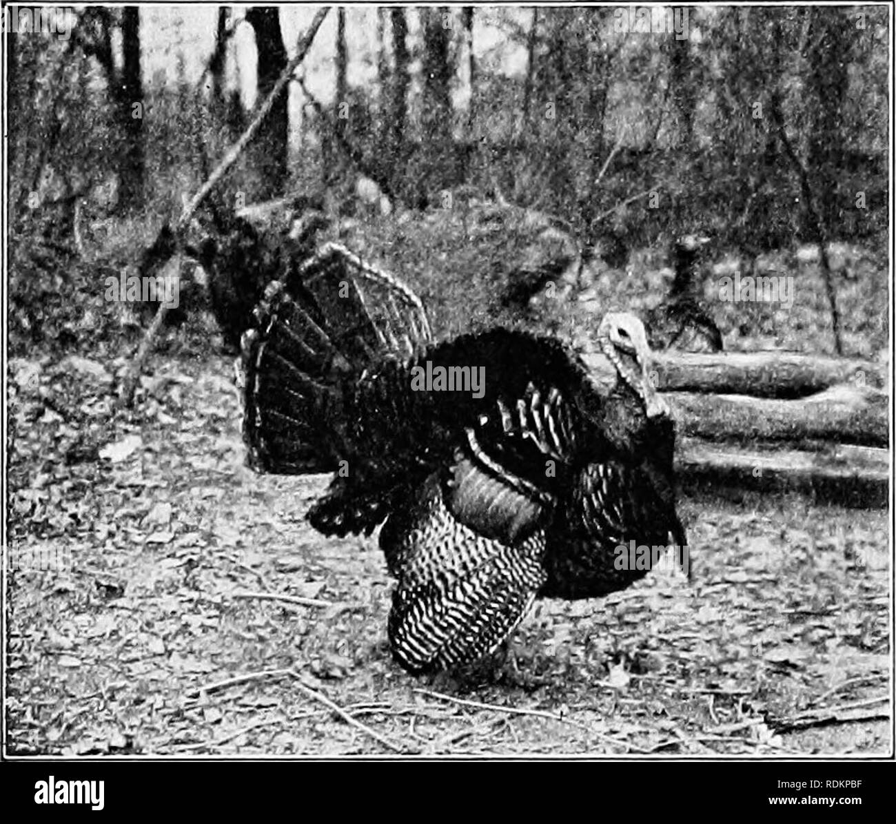 . Die American Natural History: eine Stiftung für nützliches Wissen der höheren Tiere von Nordamerika. Natural History. 250 BESTELLUNGEN VON VÖGELN - HOCHLAND SPIEL - VÖGEL Allround-begleiter oft stellen eine wichtige Quelle der Versorgung mit Lebensmitteln für die Indianer und Eskimos der arktischen Regionen. Der FASAN FAMILIE. Phasianidae. Der Fasan Familie stammte ursprünglich rep-auf diesem Kontinent nur durch die wilde Truthähne übel; aber in den letzten Jahren bestimmte ausländische Arten erfolgreich abgeschlossen ist, und. WILD - die Türkei, VON VIRGINIA. sind jetzt immer so zahlreich wie Hinweis zu verlangen. Die Ring-Necked Fasan 1 wurde Stockfoto