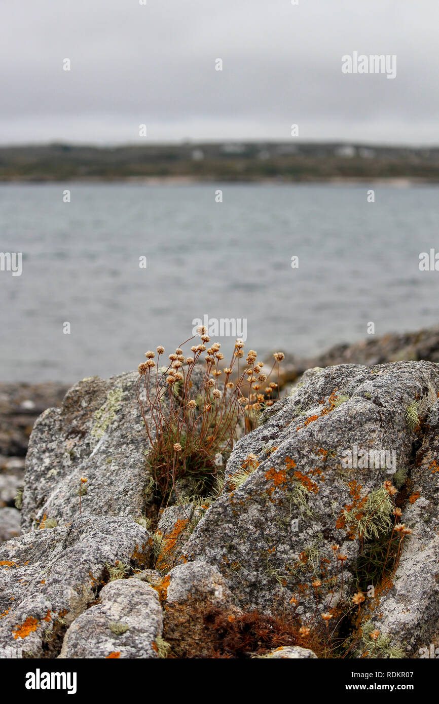 Vor der Küste Irlands in Connemara Stockfoto