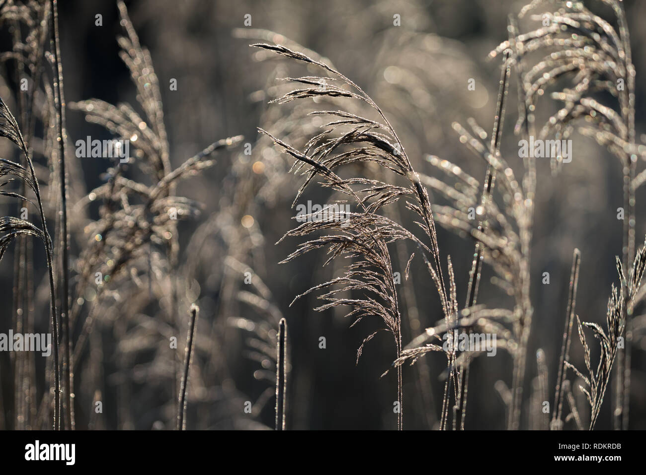 Selektive Weichzeichner der Strand trockenes Gras, Schilf, Halme weht im Wind am goldenen Abendlicht, horizontal, kopieren. Natur, Herbst, Winter, Hoa Stockfoto