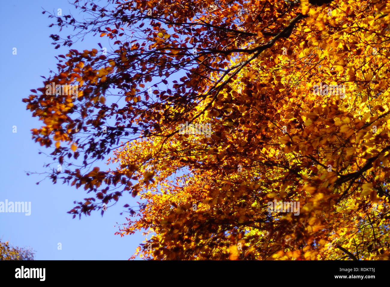 Verschwommen Baum mit Blättern in orange, orange und rot vor blauem Himmel im Herbst, Hintergrund Stockfoto