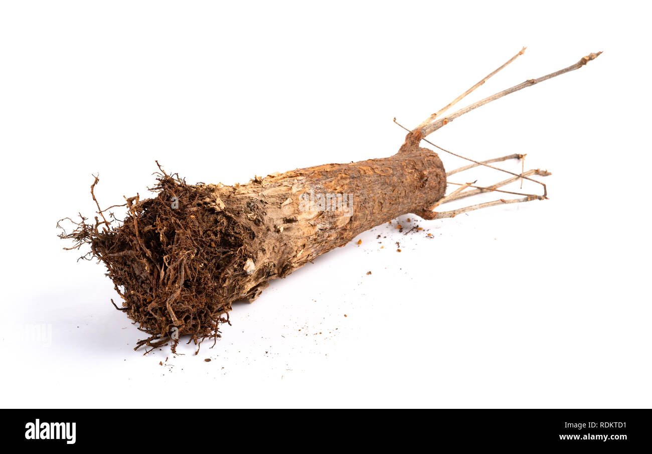 Anlage von Pachira macrocarpa auf weißem Hintergrund verblasst Stockfoto