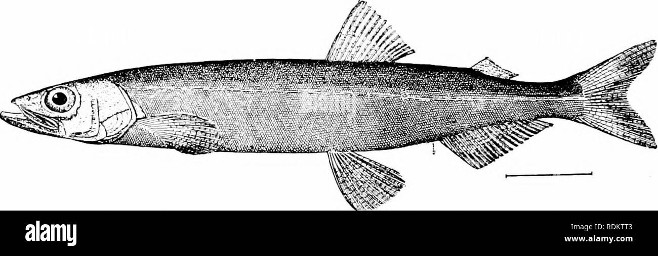 . Ein Leitfaden für das Studium der Fische. Fische; Zoologie; Fische. 126 Die Äsche und die Schmelze pan - Fisch in der Britischen Coltunbia. Der Schriftsteller hat beträchtliche Erfahrung damit gehabt, gegrillt und gebraten, in seiner Heimat und hat ohne zu zögern erklärt, dass es die beste - gewürzte Nahrung zu sein - Fisch in amerikanischen Gewässern. Es ist Fett, zart, saftig und reich fiavored, mit vergleichsweise wenig störenden Knochen. Es bedeutet jedoch nicht, tragen den Transport gut. Die Indianer in Alaska Die etdachon im Boden in großen Massen begraben. Nachdem der Fisch sind gut Verfiel sie heraus genommen werden und das Öl von ihnen gedrückt. Die Stockfoto