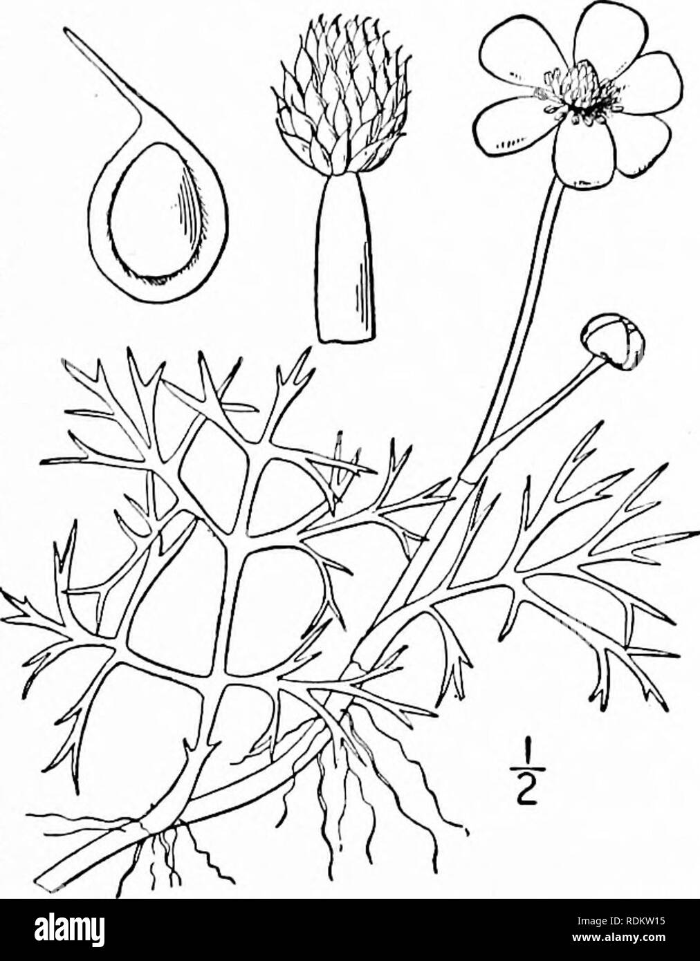. Eine Illustrierte Flora von der nördlichen USA, Kanada und die britischen Besitzungen, von Neufundland zu den Parallelen der südlichen Grenze von Virginia, und vom Atlantik westwärts zu den 102 d Meridian. Botanik; Botanik. Gattung 20. CROWFOOT FAMILIE. '05 I. Ranunculus delphinifolius Torr. Gelbe Water-Crowfoot. Abb. 1895. Ranunculus multifidus Pursh, Fl. Standort. Sept. 736. 1814. Nicht Forsk. 1775. R. delphinifolius Torr.; Eaton, Mann. Ed. 2, 395. 1818. Ranunculus lacustris Beck &Amp; Tracy, N.Y., Med. und Phys. . Tourn. 2: 112. 1823. 7?. missouriensis Greene, Erythea 3; 20. 1895. Aquatische Stockfoto