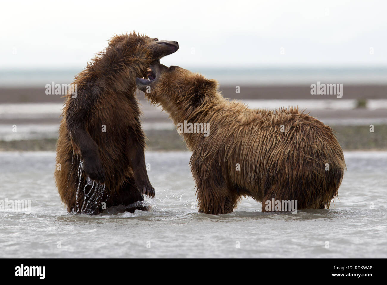 Braunbär, Ursus arctos, Anzeigen ist eine beliebte Aktivität in Hallo Bay, Katmai National Park, Alaska, als Grizzlies am Strand zu Fisch versammeln. Stockfoto
