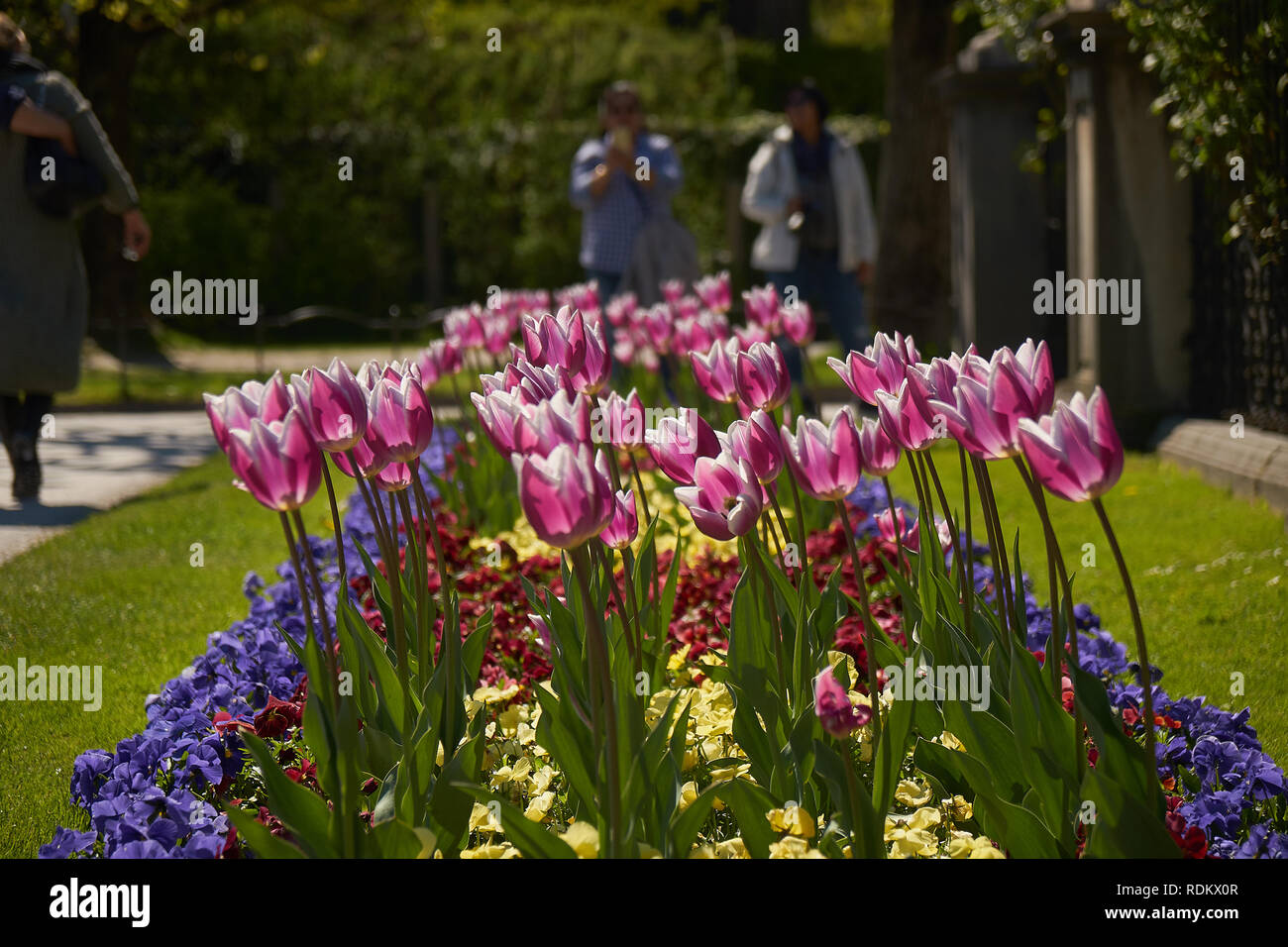 Schloss Mirabell und Garten im Frühjahr, Salzburg, Österreich Stockfoto
