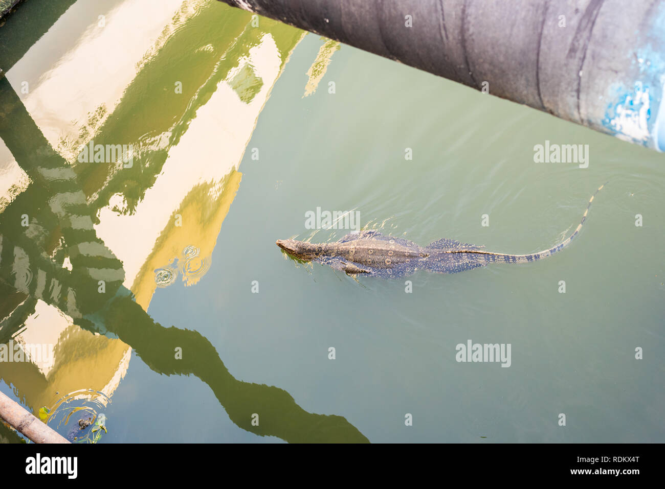 Waran schwimmt auf dem verschmutzten Gewässern eines Bangkok canal (khlong). Stockfoto