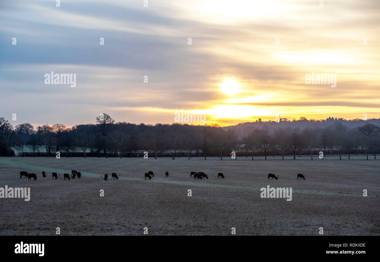 Frost deckt das Gras im Windsor Great Park, Berkshire während Rehe essen, wie Donnerstag Nacht war der kälteste Winter so weit mit Temperaturen stürzen so niedrig wie -10,7 C (12,7 F). Stockfoto