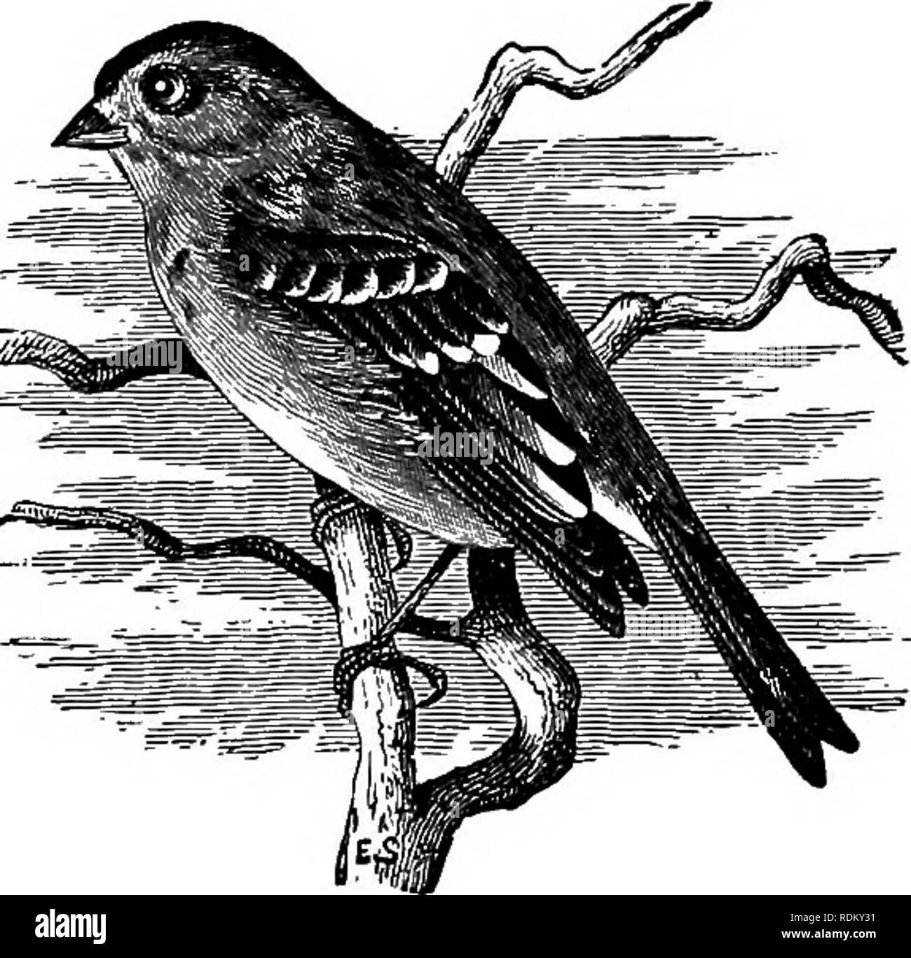 . Die Vögel von Illinois und Wisconsin. Vögel Vögel. oder 594 Field Museum of Natural History - Zoologie, Vol. IX. in günstigen Gemeinden. Herr John F. Fähre gefunden Vier junge Vögel dieser Art sind nicht in der Lage, in der Nähe von Woodruff, Vilas Co., Wisconsin, am 20. Juni 1908 zu fliegen. Der Song ist charakteristisch und sehr erfreulich, eine klare musikalische Pfeifen, ein sug - Gestion von spielen die folgenden Hinweise auf einer fife hatte werden können: Das Nest wird auf dem Boden oder in niedrigen Bäumen oder Büschen. Die Eier sind 4 bis 5 an der Zahl, blass braun oder grünlich-blau, getupft und gesprenkelt mit rötlich braun, und messen über .82 x 0,60 Zoll. G Stockfoto