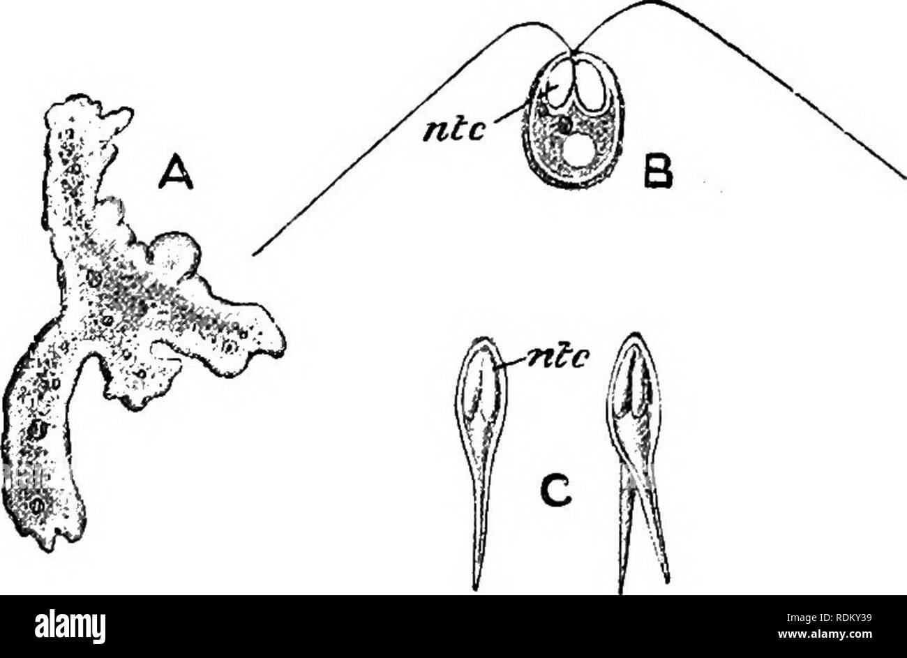. Die Cambridge Natural History. Zoologie. SPOROZOA 107 Kalt-b ooded Tiere. Sie sind zumindest in der jüngsten binucleate Free State, und groß und multinncleate apocytes geworden, die Knospe kann Auswüchse sowie reproduzieren durch Sporen. Die pilzsporen apocyte sind nicht durch gleichzeitige breakino produziert, aber durch die aufeinanderfolgenden Differenzierung. Ein einzelner Kern Aggregate um sich selbst eine hmited Teil des Zytoplasmas, und dies wiederum bildet eine Membran, zu einem archespore oder ein "pansporoblast", bestimmt zwei Sporen zu produzieren; innerhalb dieses, nukleare Aufteilung erfolgt, so dass die Gestalt Stockfoto