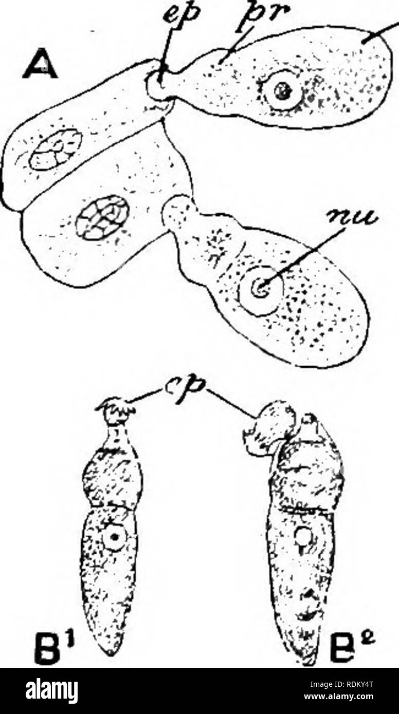 . Die Cambridge Natural History. Zoologie. 98 PROTOZOEN 1. Myxosporidiaceae. âNaked Parasiten in Kaltblütige Tiere. Spore - Bildung aufgrund eines aggi' egation der Zytoplasma um einen einzigen Kern eine archespore, die produziert dann ein Komplex von Zellen â' innerhalb der zwei Tochter-Zellen bilden die Sporen und Zubehör nematozysten zu bilden. ] Ty: i: Idium 'Bntsch.; Myxohohis Butsch.; Henneguya Thelohna; Nosema Nageli (=Olugea Th.). 2. AcTiNOMYXiDiACEAE. iâApocyte aufgelöst in eine sporange, mit acht sekundäre sporanges (so genannte Sporen), von ternären Symmetrie und mit drei Polar nematocyst Stockfoto