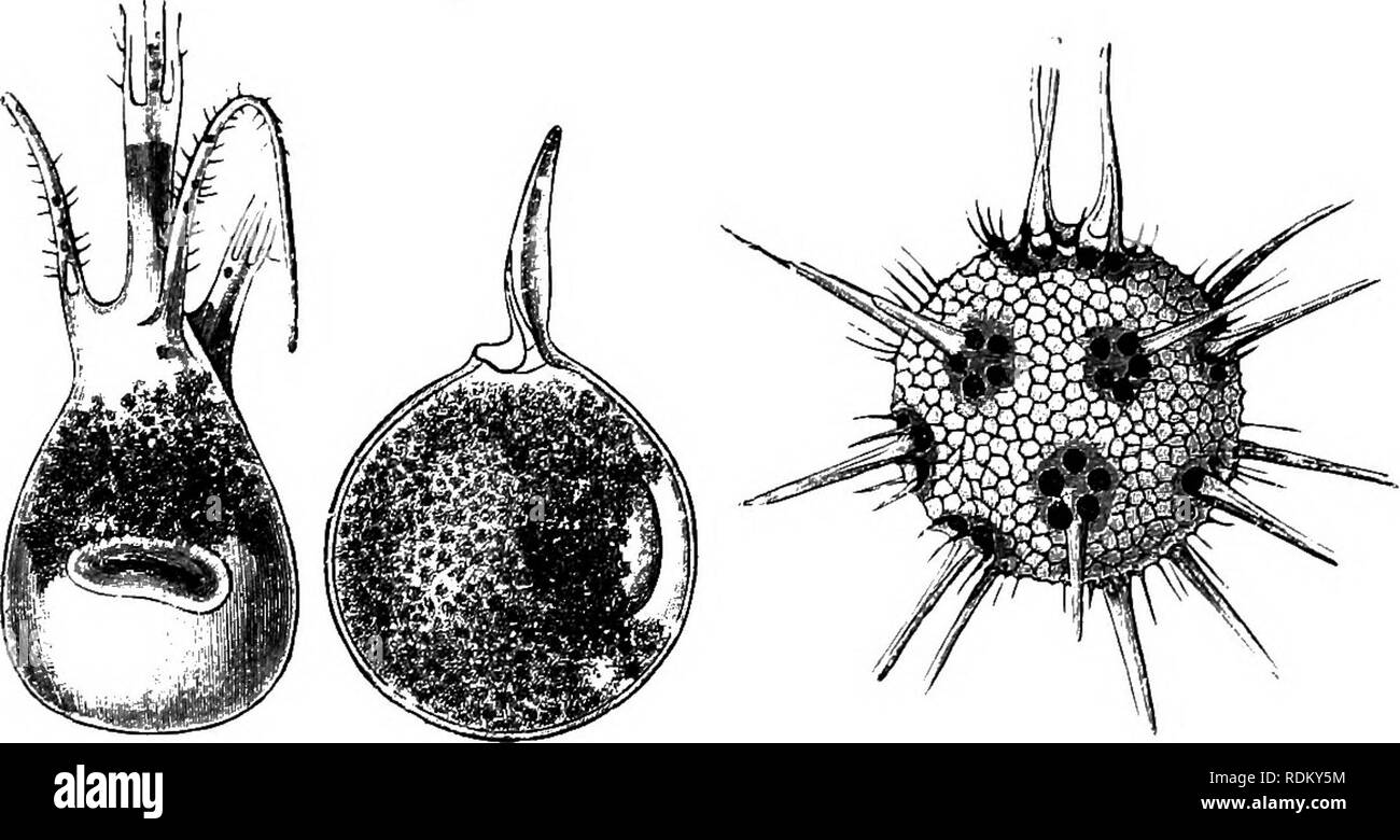 . Die Cambridge Natural History. Zoologie. RADIOLARIA!S die restlichen Eadiolaria (Monocyttaria). Sie können entweder fehlt ein Skelett (CoUozoidae, Abb. 22), oder haben ein Skelett von freistehenden spicules (Sphaerozoidae), oder Besitzen vergitterten Shells (Collosphaeridae) eine für jede Kapsel, und scheint daher zu gehören, da nur durch ihre koloniale Gewohnheit differenziert, um die verschiedenen Gruppen die jeweiligen Zeichen. Kernspaltung wurde gut studierte in Phaeodarian Aulcwantha (a) durch Borgert.^ findet er, dass in diesem Fall das Skelett zwischen der Tochter - Zellen unterteilt ist, und der fehlende Teil regen Stockfoto