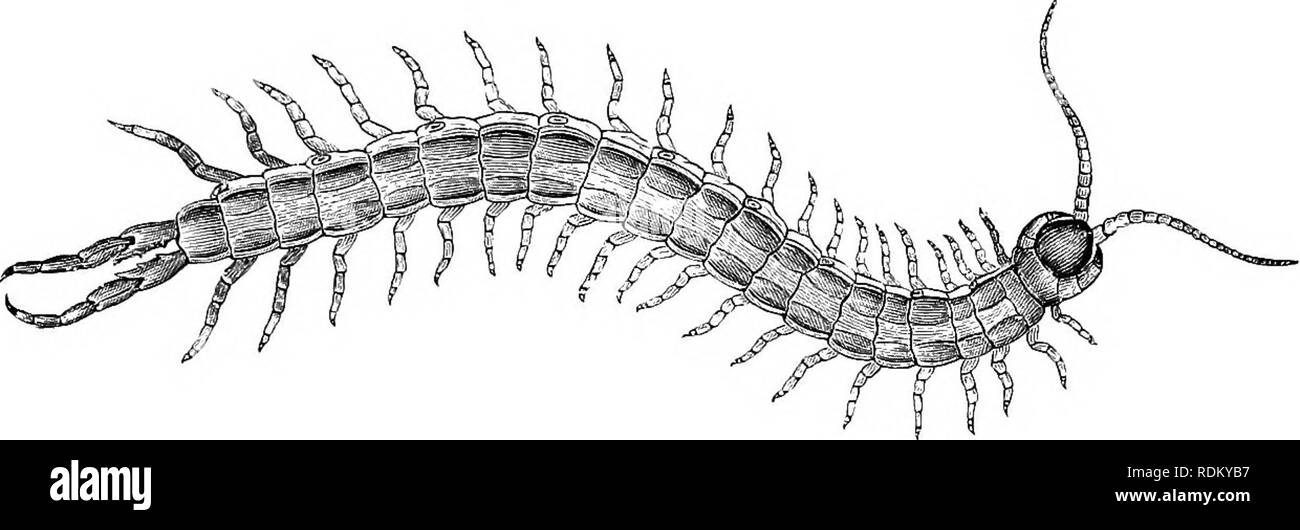 Die Cambridge Natural History Zoologie Gewohnheiten Und Verteilung 31 Bekannt Durch Die Unangenehm Obwohl Aussagekraftige Namen