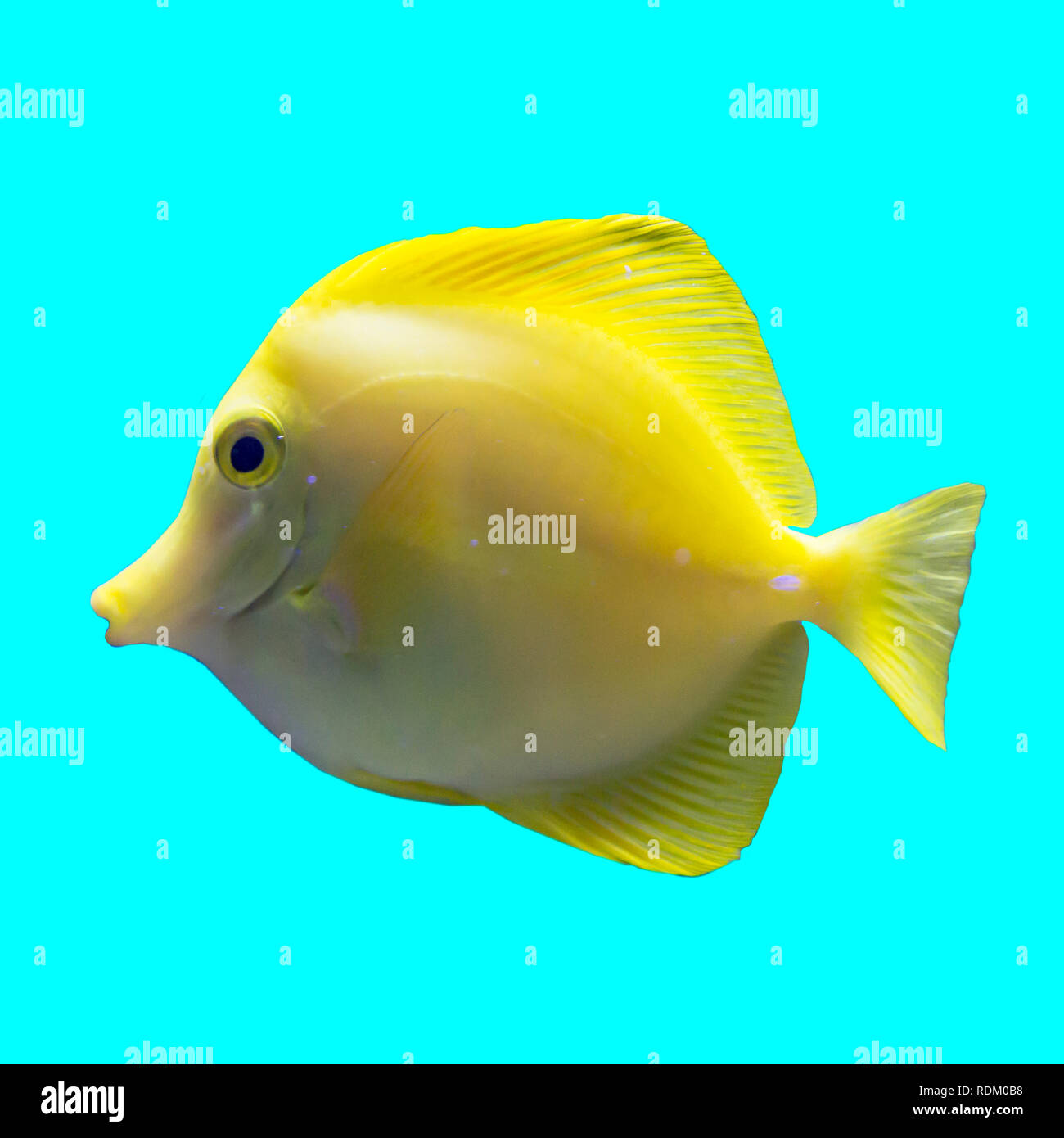 Tropische gelb Süßwasser Fische in einem Aquarium. Isoliert Foto auf blauem Hintergrund. Solche Fische wie für Kinder, Künstler und Website Designer ziehen. Stockfoto