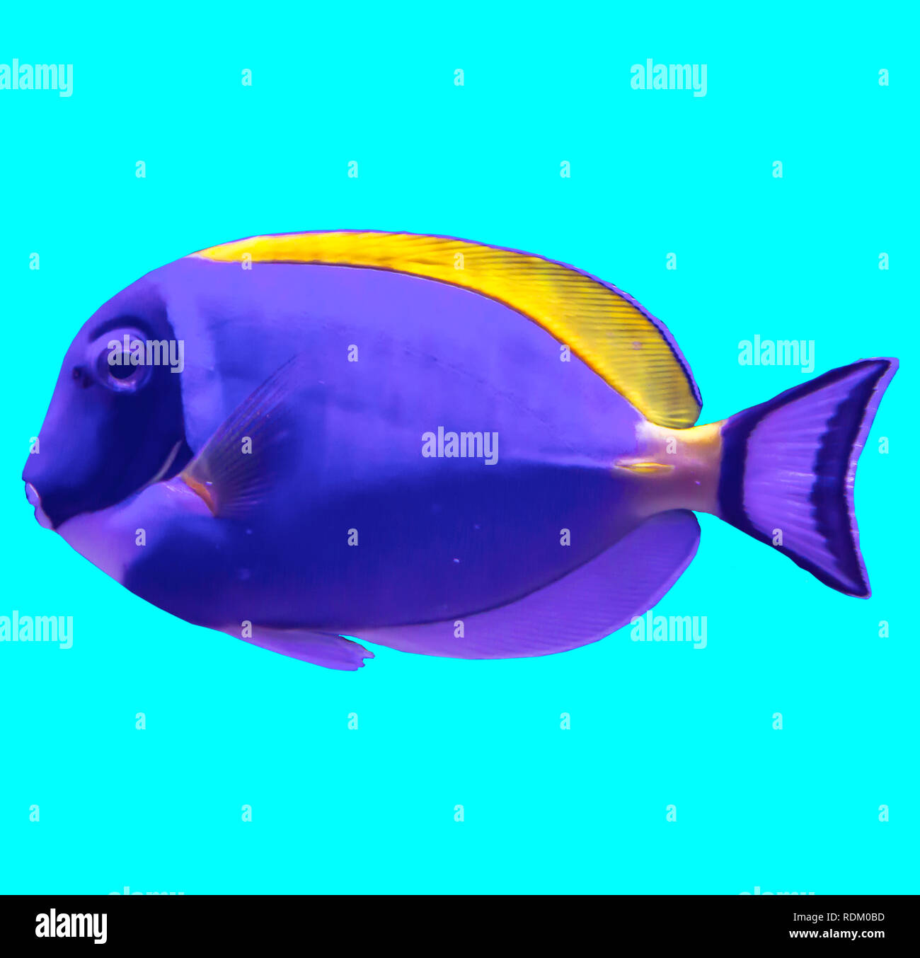 Tropische gestreifte Fische in einem Aquarium. Isoliert Foto auf blauem Hintergrund. Solche Fische wie für Kinder, Künstler und Website Designer ziehen. Stockfoto