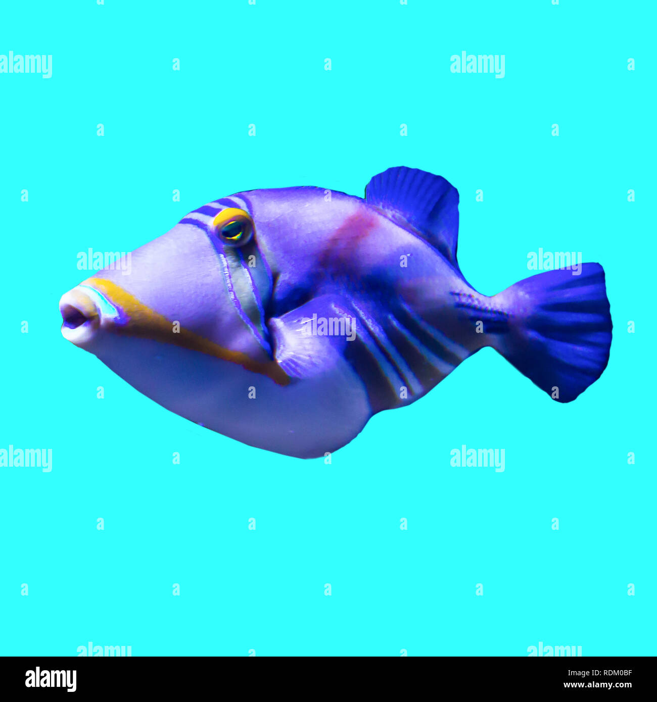 Tropische Fische im Aquarium. Isoliert Foto auf blauem Hintergrund. Solche Fische wie für Kinder, Künstler und Website Designer ziehen. Stockfoto