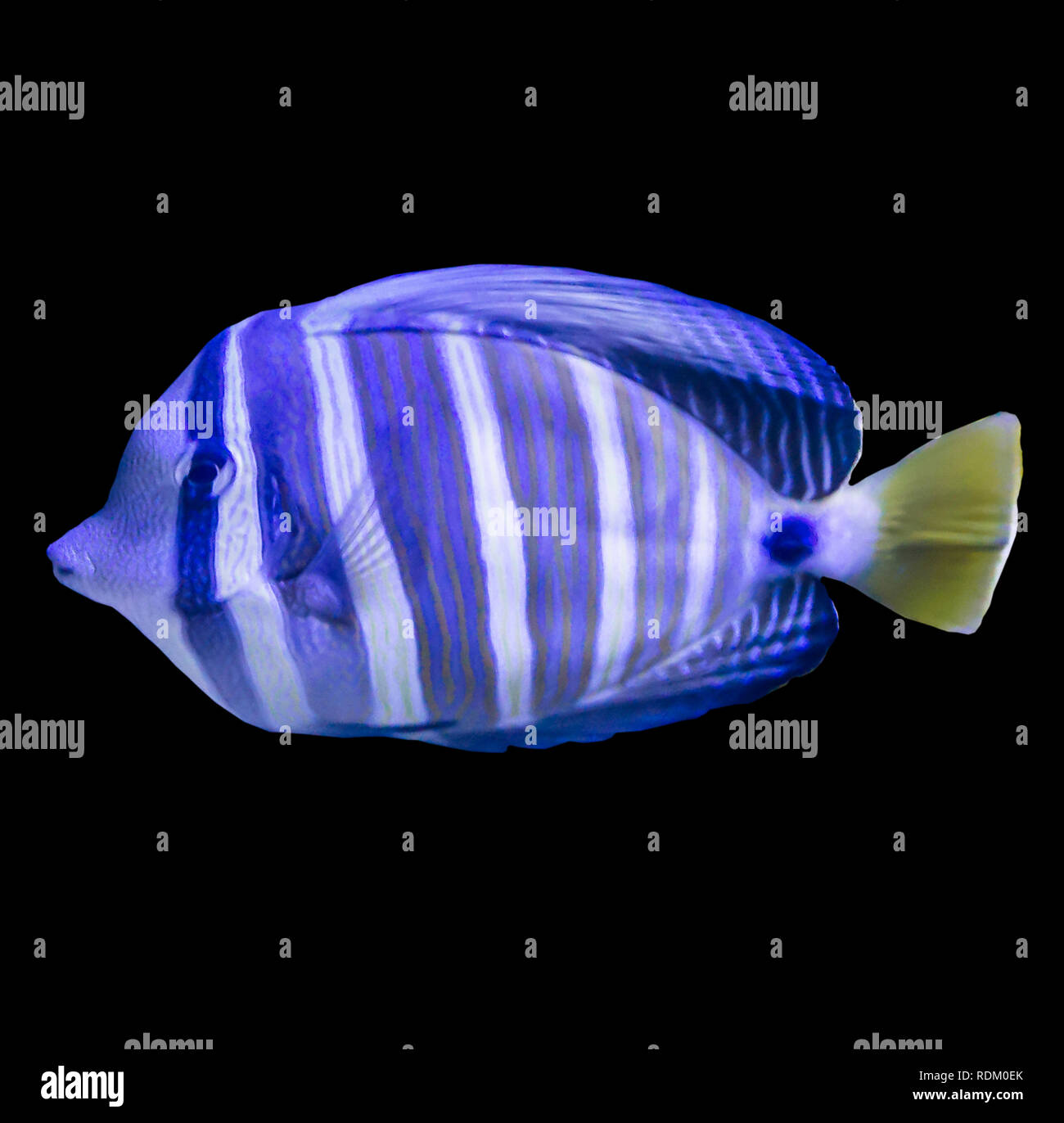 Tropische gestreifte Fische in einem Aquarium. Foto auf schwarzem Hintergrund isoliert. Solche Fische wie für Kinder, Künstler und Website Designer ziehen. Stockfoto