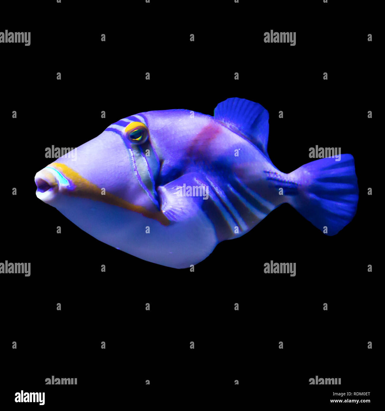 Tropische Fische im Aquarium. Foto auf schwarzem Hintergrund isoliert. Solche Fische wie Kinder, Künstler und Designer zu zeichnen. Stockfoto