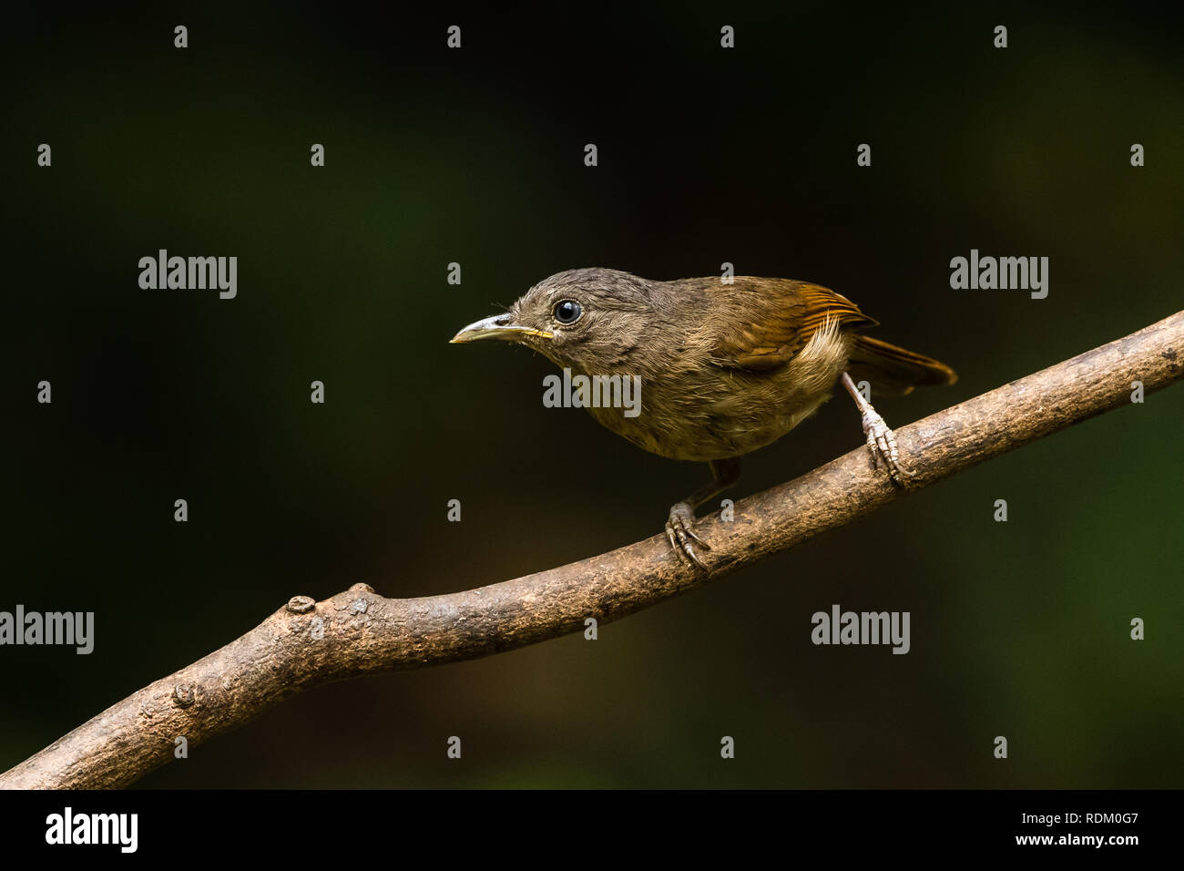Die Welt der Kleinen bunten Vogel! Stockfoto