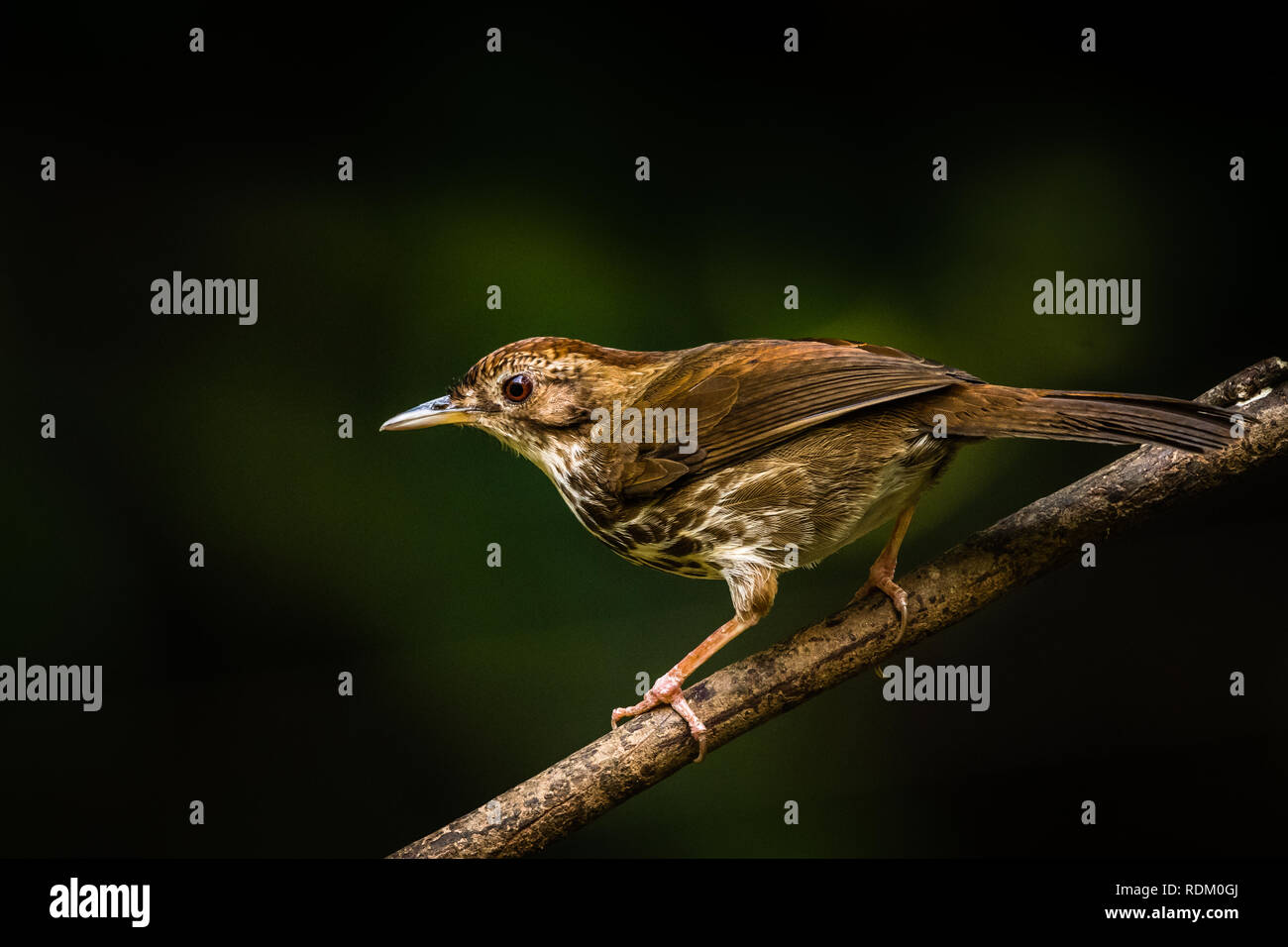 Die Welt der Kleinen bunten Vogel! Stockfoto