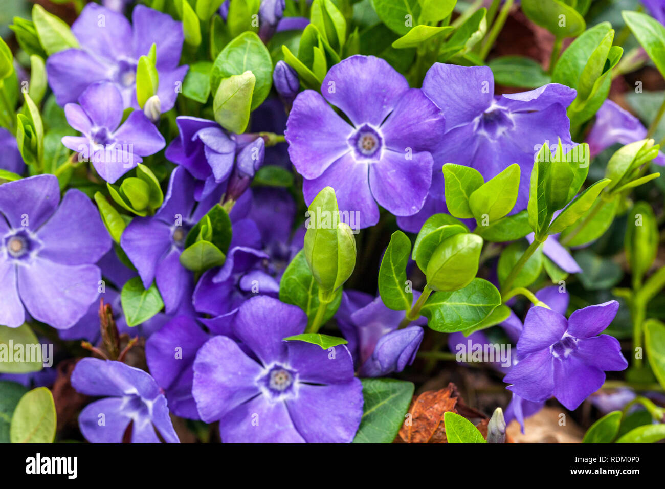 Vinca minor 'Flower Power', Periwinkle Stockfotografie Alamy