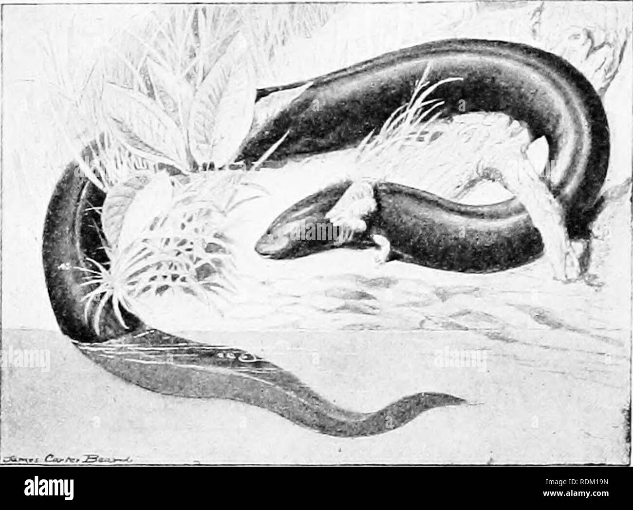 . Die American Natural History: eine Stiftung für nützliches Wissen der höheren Tiere von Nordamerika. Natural History. Wurm - wie Amphibien 371 sehr viel wie der Kongo "Schlange"; aber die Hinterbeine sind total abwesend, und externen Kiemen sind Con-spicuously vorhanden. Die vorderen Beine, die hinter den Kiemen nahe sind, sind größer als in jedem anderen der Aal - wie Salamander, und werden von einigen geringfügigen verwenden. Die Sirene Salamander, oder Schlamm - "Aal", 1 unserer südöstlichen Staaten, hat vier Zehen an seinen Füßen, drei Paare von Gill Öffnungen, eine glatte Haut matt schwarze Farbe, und wenn Voll}' Stockfoto