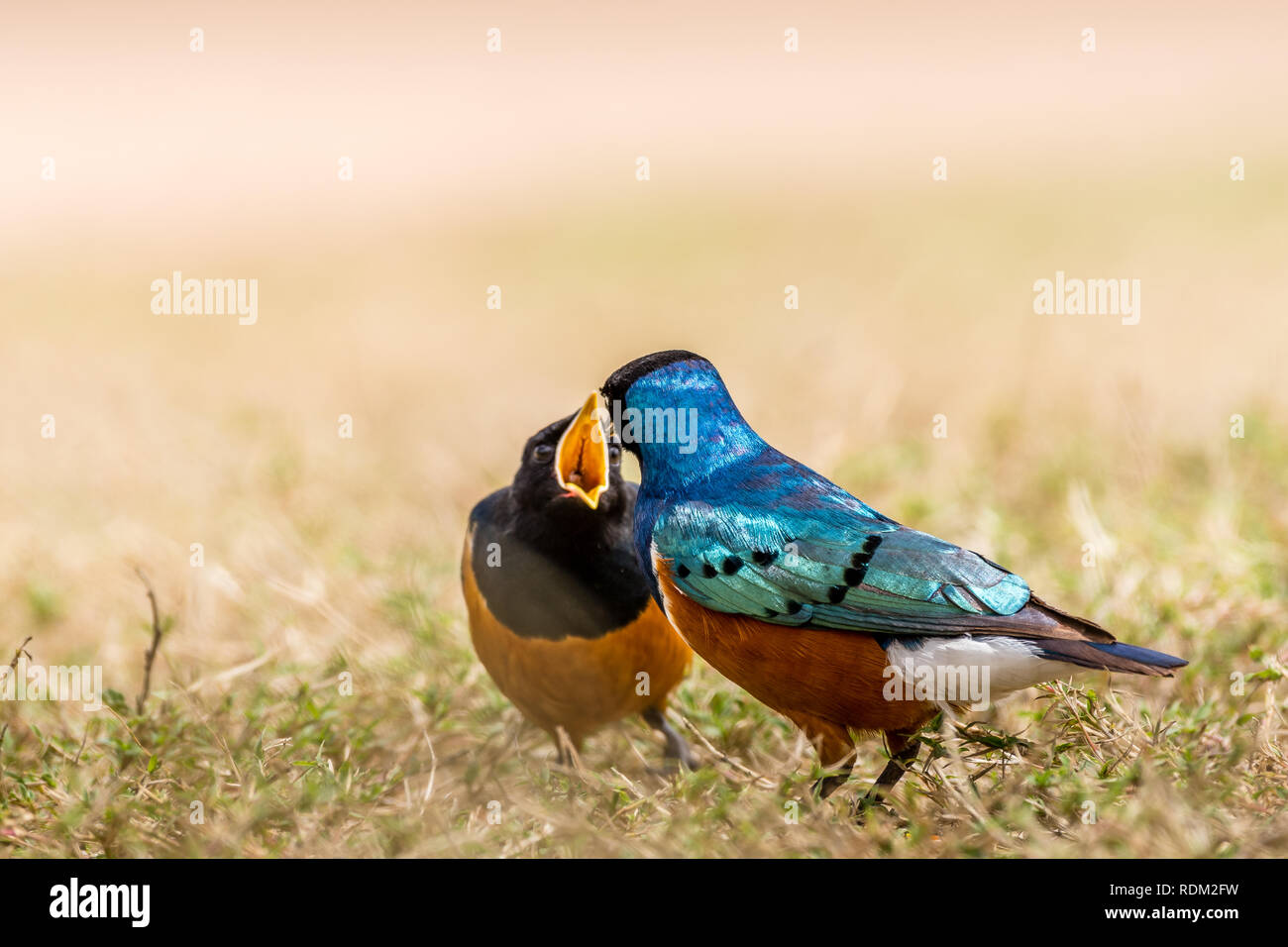 Dieses Bild von der herrlichen Starling Vogel ist in der Masai Mara in Kenia. Stockfoto Dieses Bild von der herrlichen Starling Vogel ist in der Masai Mara in Kenia. Stockfoto