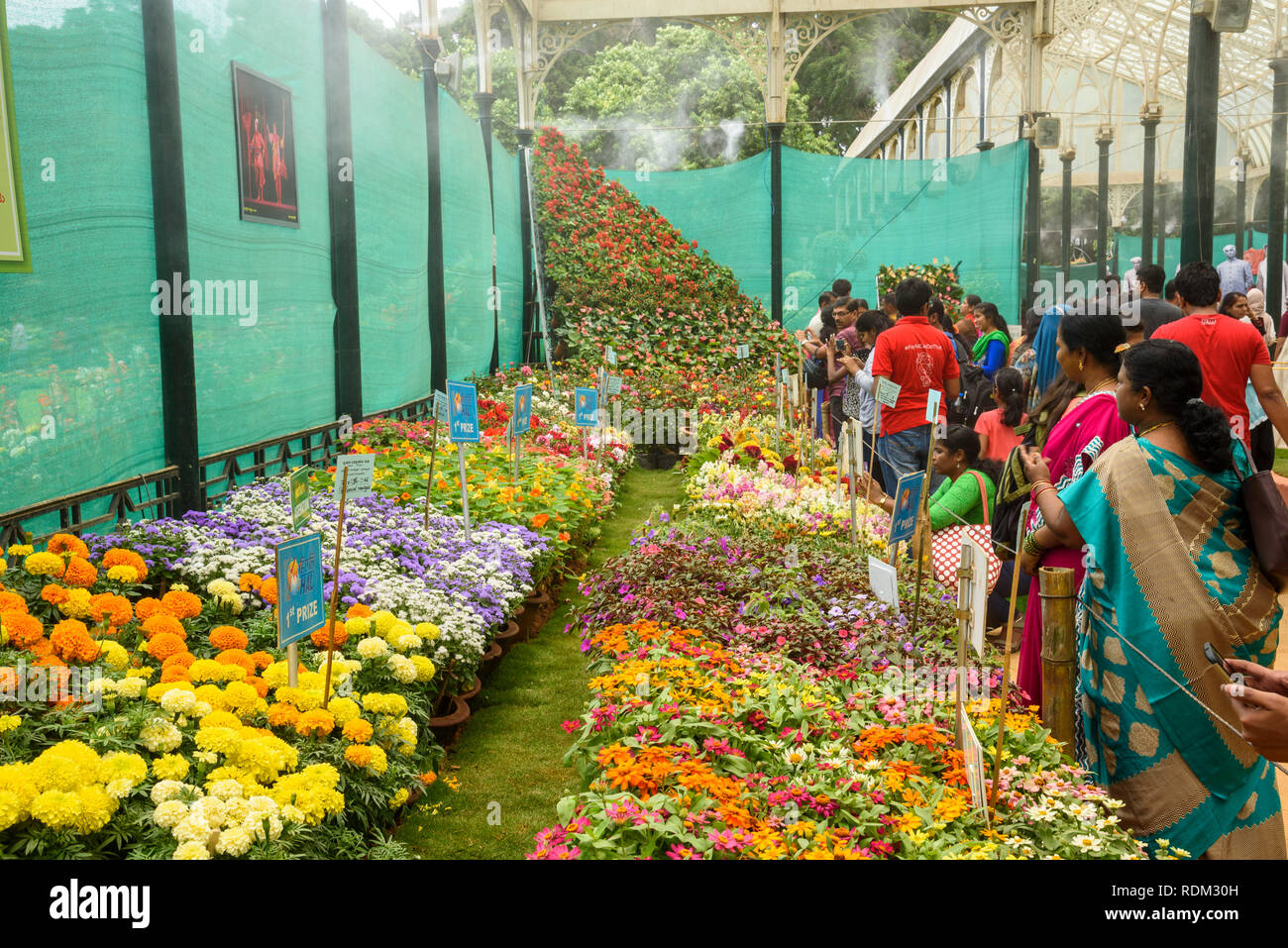 Flower Show an Lalbagh Botanical Gardens, Banaglore, Bangalore, Karnataka, Indien Stockfoto