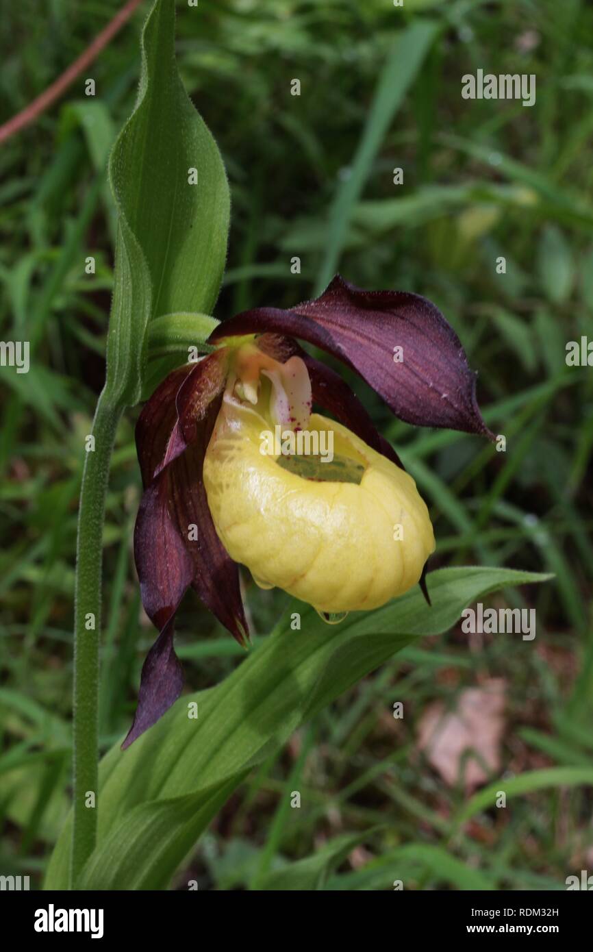 Naturschutzgebiet Solling Vogler Stockfotos und -bilder Kaufen - Alamy