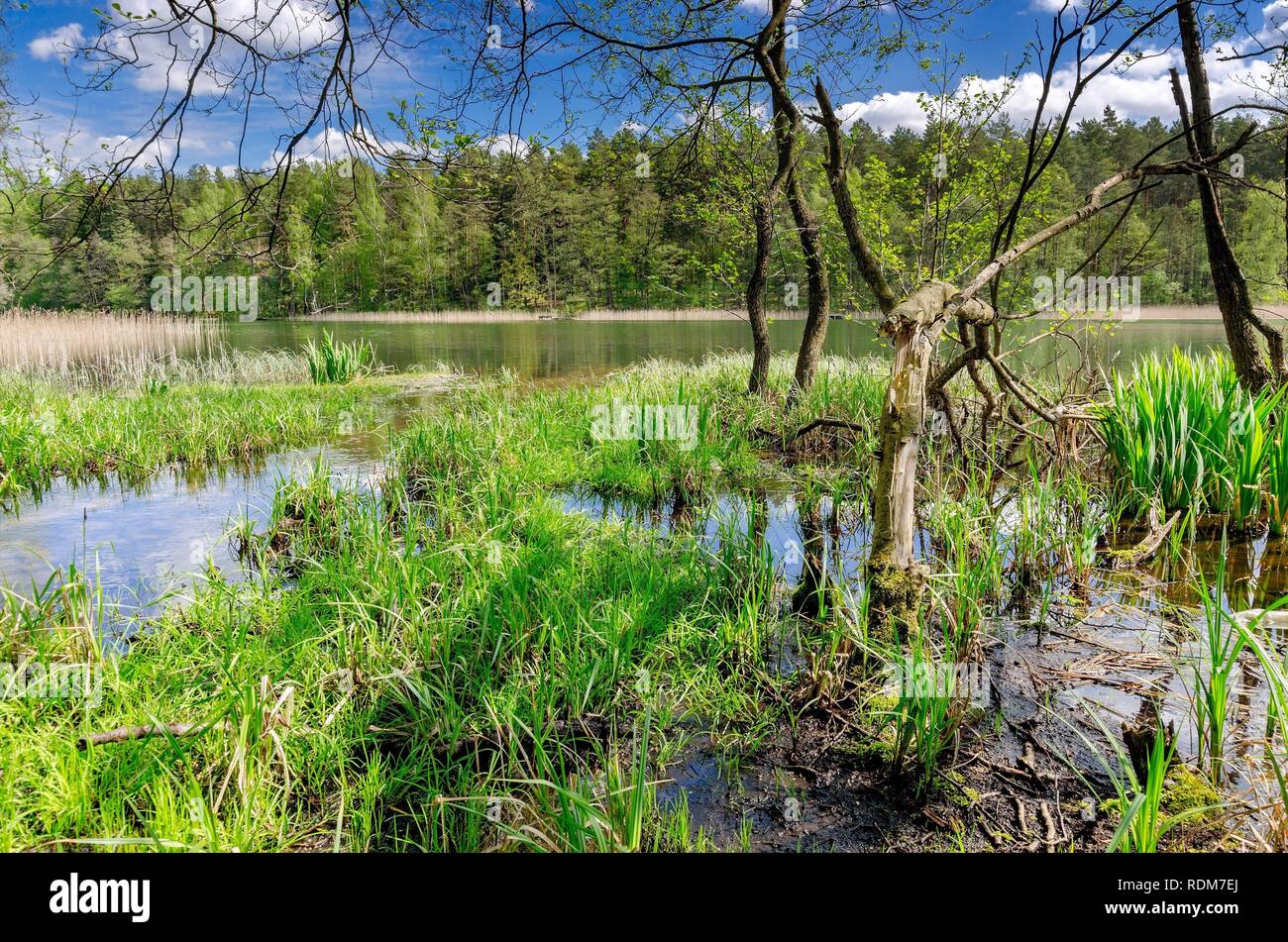 Ufer Des Pluszne See. Historische Grenze Zwischen Polnischen ...