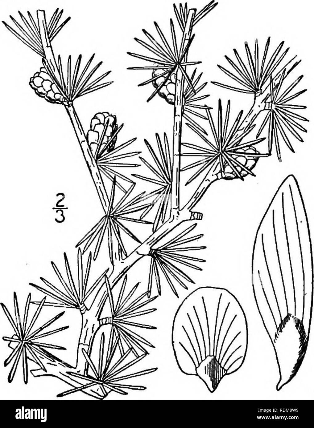 . Eine Illustrierte Flora von der nördlichen USA, Kanada und die britischen Besitzungen, von Neufundland zu den Parallelen der südlichen Grenze von Virginia, und vom Atlantik westwärts zu den 102 d Meridian. Botanik; Botanik II. Pinus serotina Michx. Teich Kiefer. Abb. 141. P. serotina Michx. Fl. Bor. Standort. 2: 105. 1803. Ein Baum von Teichen und Sümpfen, erreichen eine Höhe von etwa 75° und einem stammdurchmesser von 30, seinen Stamm in der Regel kurz, die Rinde in kleine Platten rissig. Blätter in 3 (selten einige in 4), hellgrün, Glaucous, 6'-io' lang, mit 2 nbro - leitbündel; hüllen Abou Stockfoto