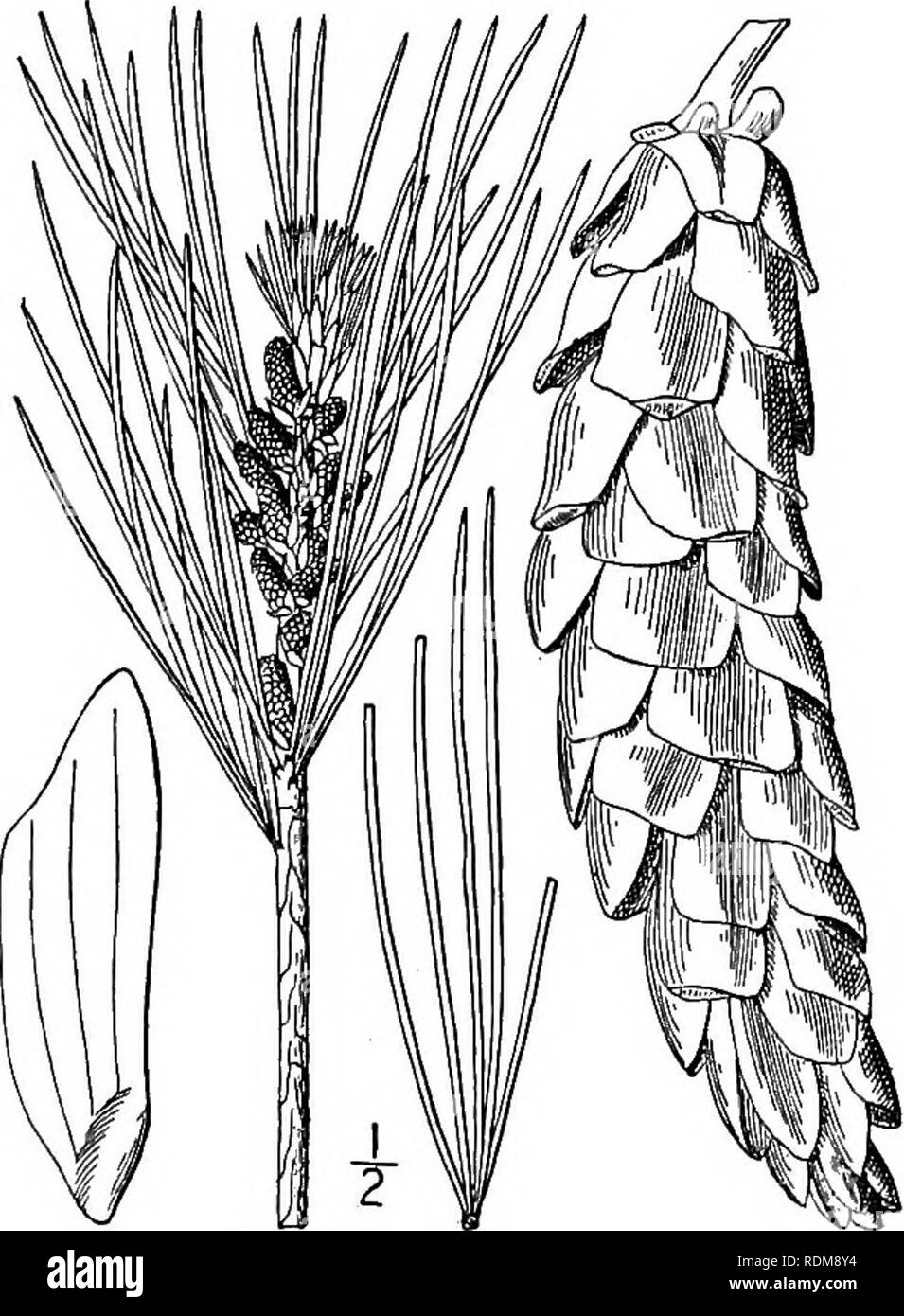 . Eine Illustrierte Flora von der nördlichen USA, Kanada und die britischen Besitzungen, von Neufundland zu den Parallelen der südlichen Grenze von Virginia, und vom Atlantik westwärts zu den 102 d Meridian. Botanik; Botanik. 56 PINACEAE. Vol. I. d. PINUS [Tourn.] L. Sp. PI. iooo. 1753. Immergrüne Bäume mit zwei Arten von Blättern, die die lineare oder, decidu - Organisationseinheiten, die sekundäre Bildung der gewöhnlichen Laub, schmal linear, die aus den Blattachseln der Ehemaligen in faszikeln von 2-5 (selten einsam in einigen westlichen Arten), unter dem die Knospe-Skalen, die Stockfoto