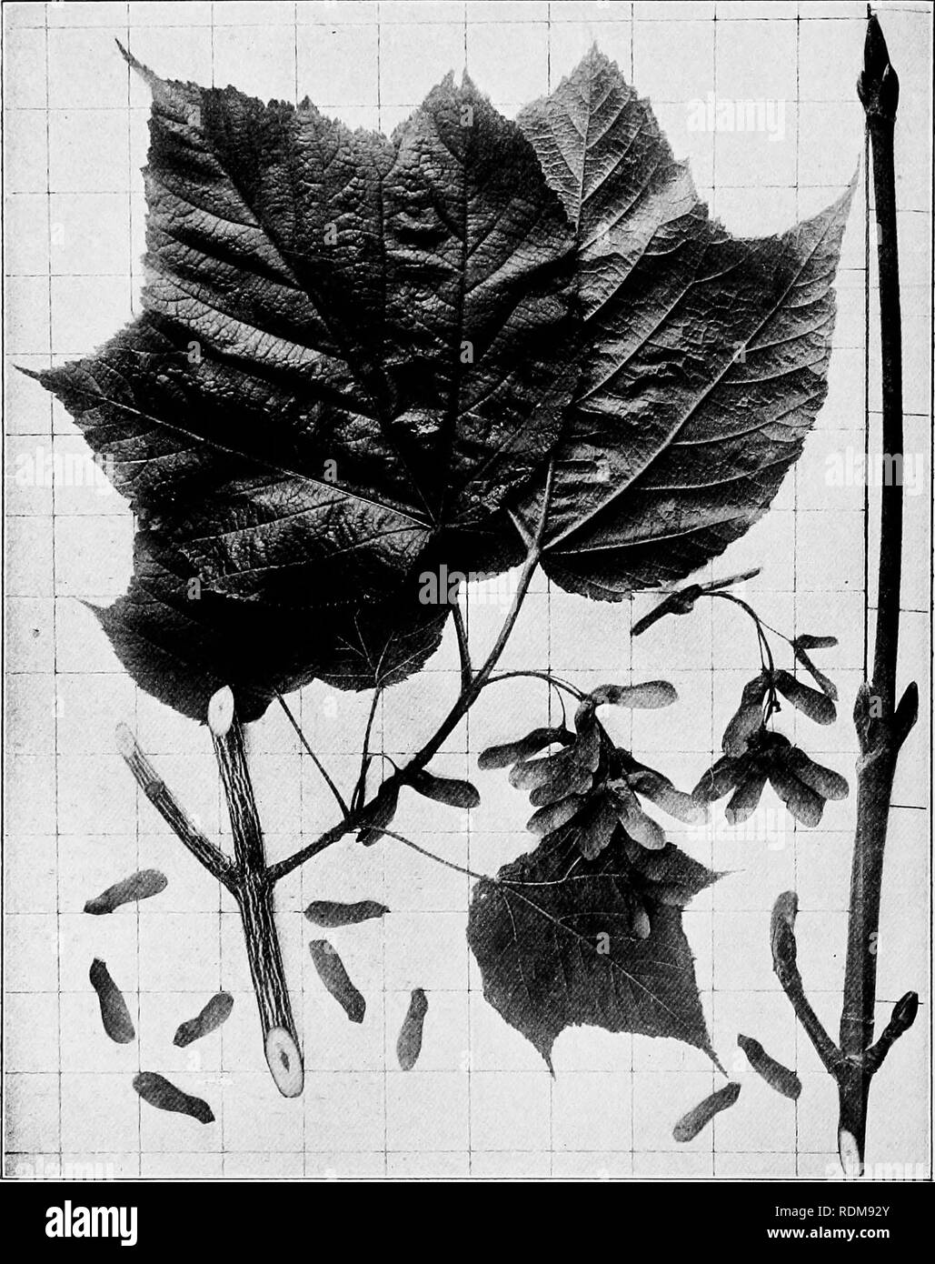 . Handbuch der Bäume im nördlichen Staaten und Kanada östlich der Rocky Mountains, Foto-beschreibend. Bäume. Gestreifte AHORN. Acer Pennsylranicum L.. Abb. j86. Abschnitt der kleinen Zweig mit gestreiften Rinde und branchlet mit Blätter und Früchte. freistehende Samaras und Blattlosen branchlet im Winter. 387. Große Kofferraum mit kleinen auf der linken Seite. Lewis Co., N.Y.. Bitte beachten Sie, dass diese Bilder sind von der gescannten Seite Bilder, die digital für die Lesbarkeit verbessert haben mögen - Färbung und Aussehen dieser Abbildungen können nicht perfekt dem Original ähneln. extrahiert. Hough, Romeyn Beck, Stockfoto