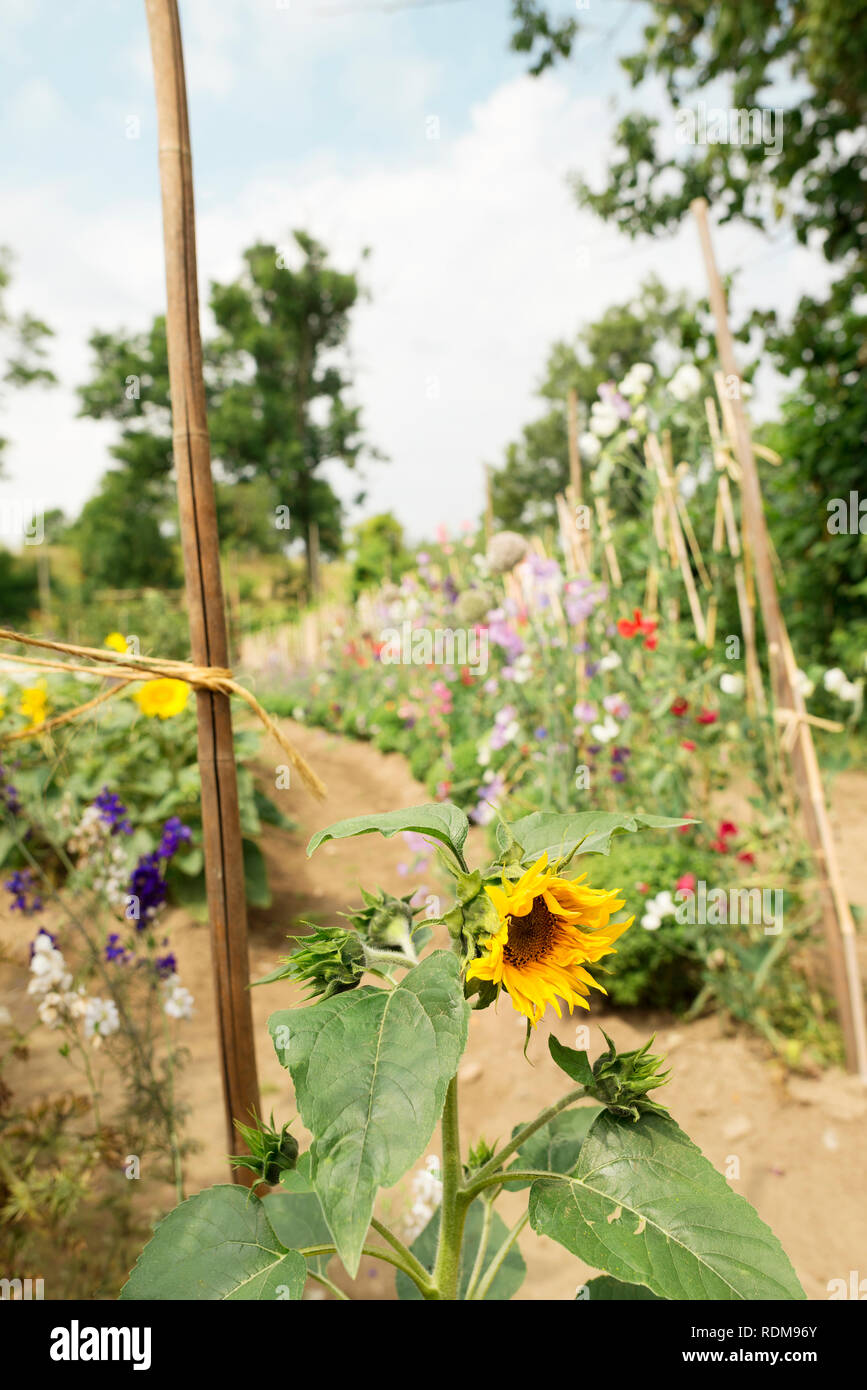 Sonnenblumen im Garten Stockfoto