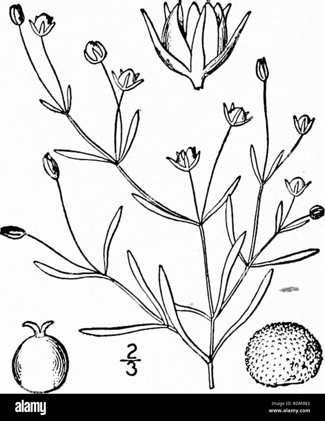 . Eine Illustrierte Flora von der nördlichen USA, Kanada und die britischen Besitzungen, von Neufundland zu den Parallelen der südlichen Grenze von Virginia, und vom Atlantik westwärts zu den 102 d Meridian. Botanik; Botanik. 14. Alsine fontinalis (Kurz&amp; Peter) Britton. Wasser Sternmiere. Abb. 1762. Sagina fontinalis Kurz & Amp; Peter, Transylv. Journ. Med. 7: 600. 1834. Stellaria fontinalis Robinson, Proc. Standort. Acad. 29:286. 1894. Alsine fontinalis Britton, Mem. Torr. Club 5: 356. 1894. Jährliche, kahl, Stängel schwach, sehr schlank, verzweigten, aufsteigend oder diflfuse, 4-12 "lang. Stockfoto